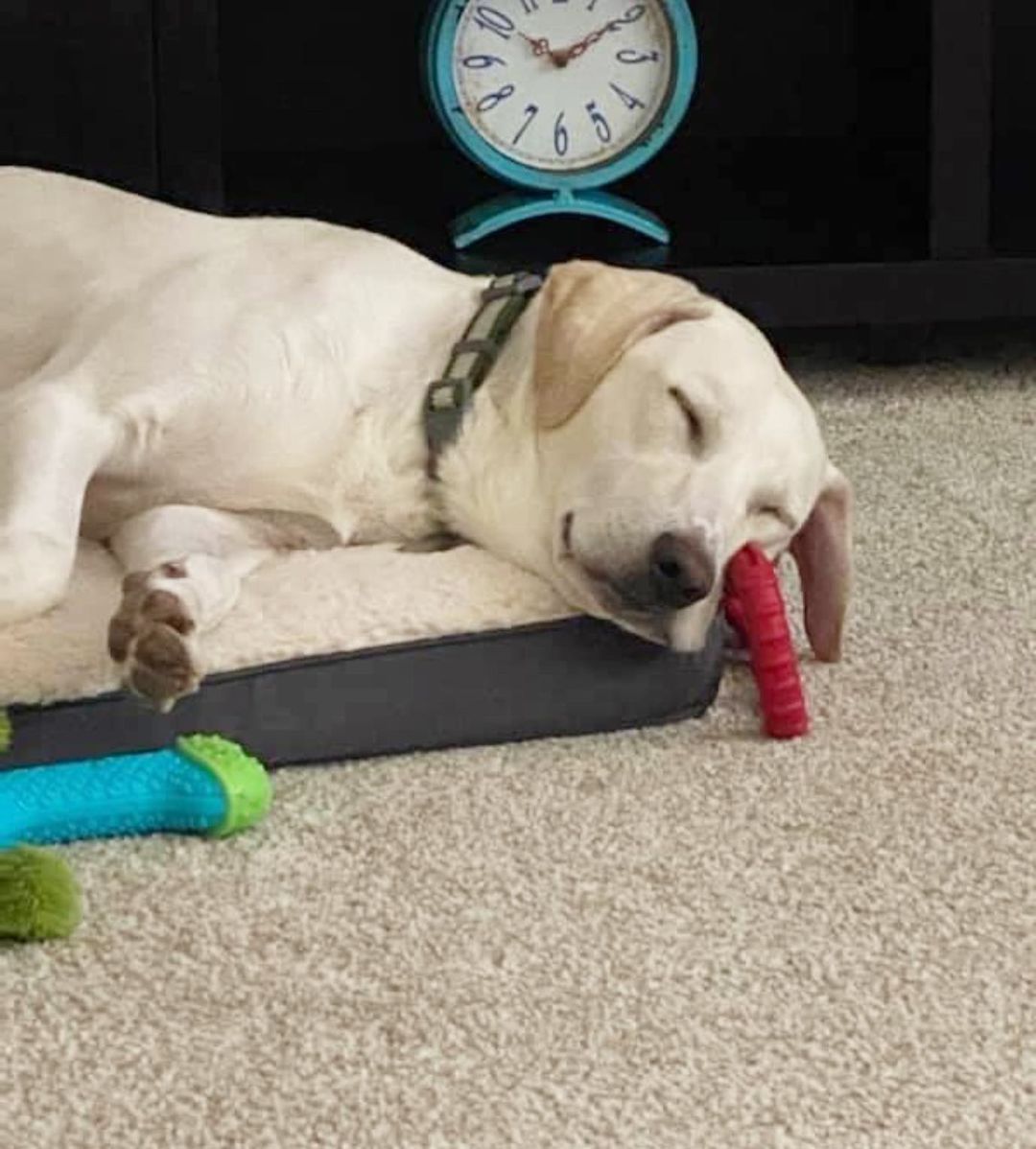 Caption this ❤️💙❤️ This very handsome boy is Spirit. He is a Lab/Retriever mix who arrived as a stray at a local Animal Shelter on 9/21.  Spirit is approx 1 1/2 years old and weighs 50 pounds.  Spirit was very uneasy in his kennel with the noise of the other dogs.  However, once he was out of the shelter, he loosened up and seemed much more comfortable!  He is potty trained and walks pretty well on a leash.  He has a low-key personality and needs to develop more confidence but he will!  He is friendly and enjoys loving attention.  He won't last long. If you are interested in meeting and possibly adopting Spirit, fill out either application at codysfriendsrescue.org and we will set up a meet and greet.