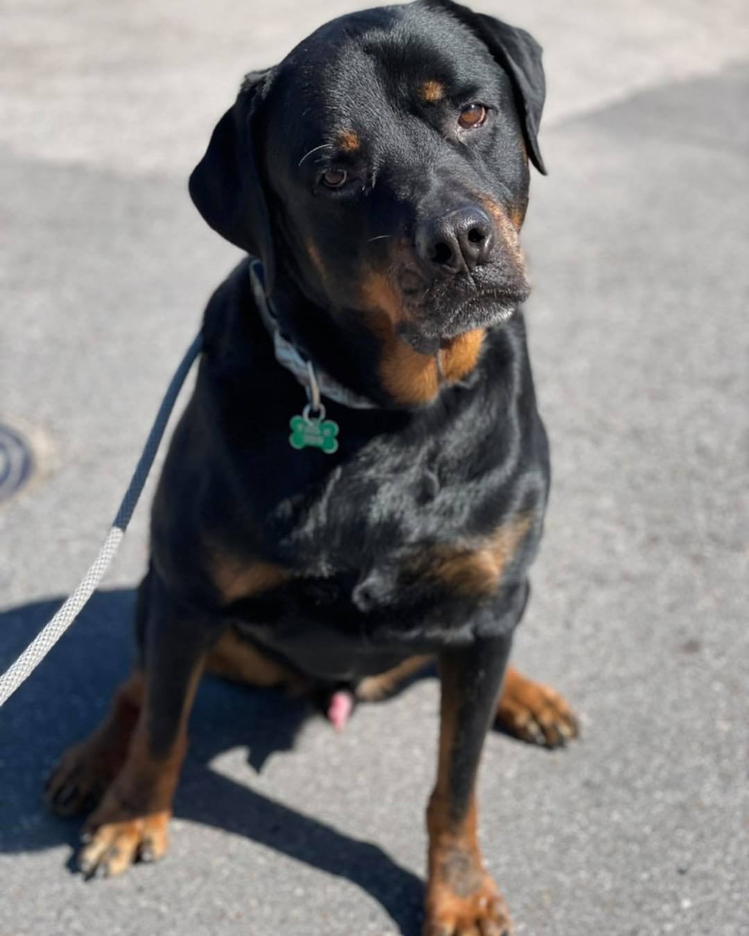 Our gentle giant Hobbs wants to know where you are this beautiful Saturday and why you are not here at Scout’s Honor Rescue’s adoption event meeting the amazing dogs in need of fosters and forever homes?! Come out to Paws Pet Resort until 2 today to meet your new best friend!