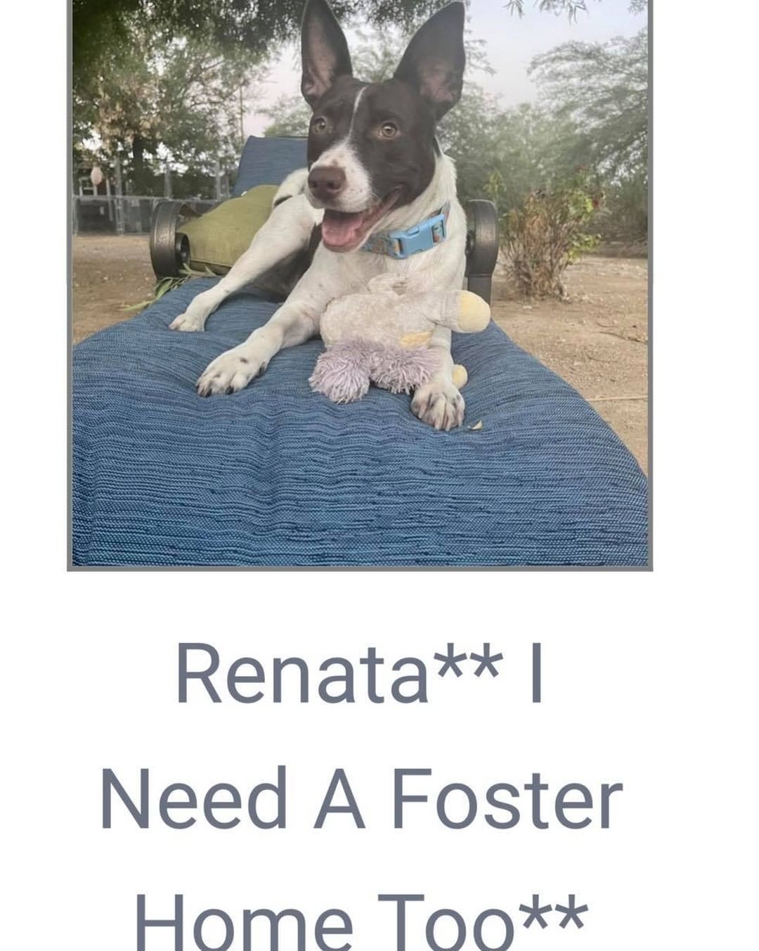 Fosters needed!

We have 10 dogs currently in boarding, and we would love to get them into foster or forever homes.

Fostering let’s our dogs adjust, and allows their personalities to blossom. We learn so much more about them when they get to live in foster homes. 

If you foster, all supplies are provided, crate, leash, collar, etc. 

Check out the 10 dogs currently in boarding and let us know if you’re available to help! 

Our longest boarding residents are Luki, Bolt and Millie who have been in boarding for 2 months. These loving, amazing dogs deserve life in a home, can you help them?