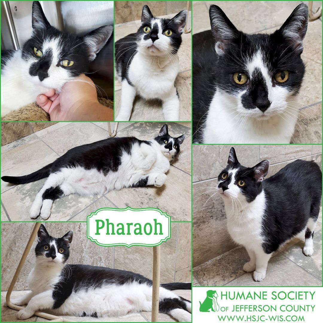 November is Adopt a Senior Pet month and I'm here to represent! I'm Pharaoh, an extremely sweet 13 year old boy with a very affectionate and easy going personality. I may not be a young rascal anymore, but the quality of my love is seasoned, precious, and timeless!⠀
⠀
Learn more at https://hsjc-wis.com/animal/?id=17263978 or click the link in our bio.⠀
⠀
<a target='_blank' href='https://www.instagram.com/explore/tags/adopt/'>#adopt</a> <a target='_blank' href='https://www.instagram.com/explore/tags/catsofinstagram/'>#catsofinstagram</a> <a target='_blank' href='https://www.instagram.com/explore/tags/rescuecat/'>#rescuecat</a> <a target='_blank' href='https://www.instagram.com/explore/tags/adoptdontshop/'>#adoptdontshop</a> <a target='_blank' href='https://www.instagram.com/explore/tags/seniorpetmonth/'>#seniorpetmonth</a>