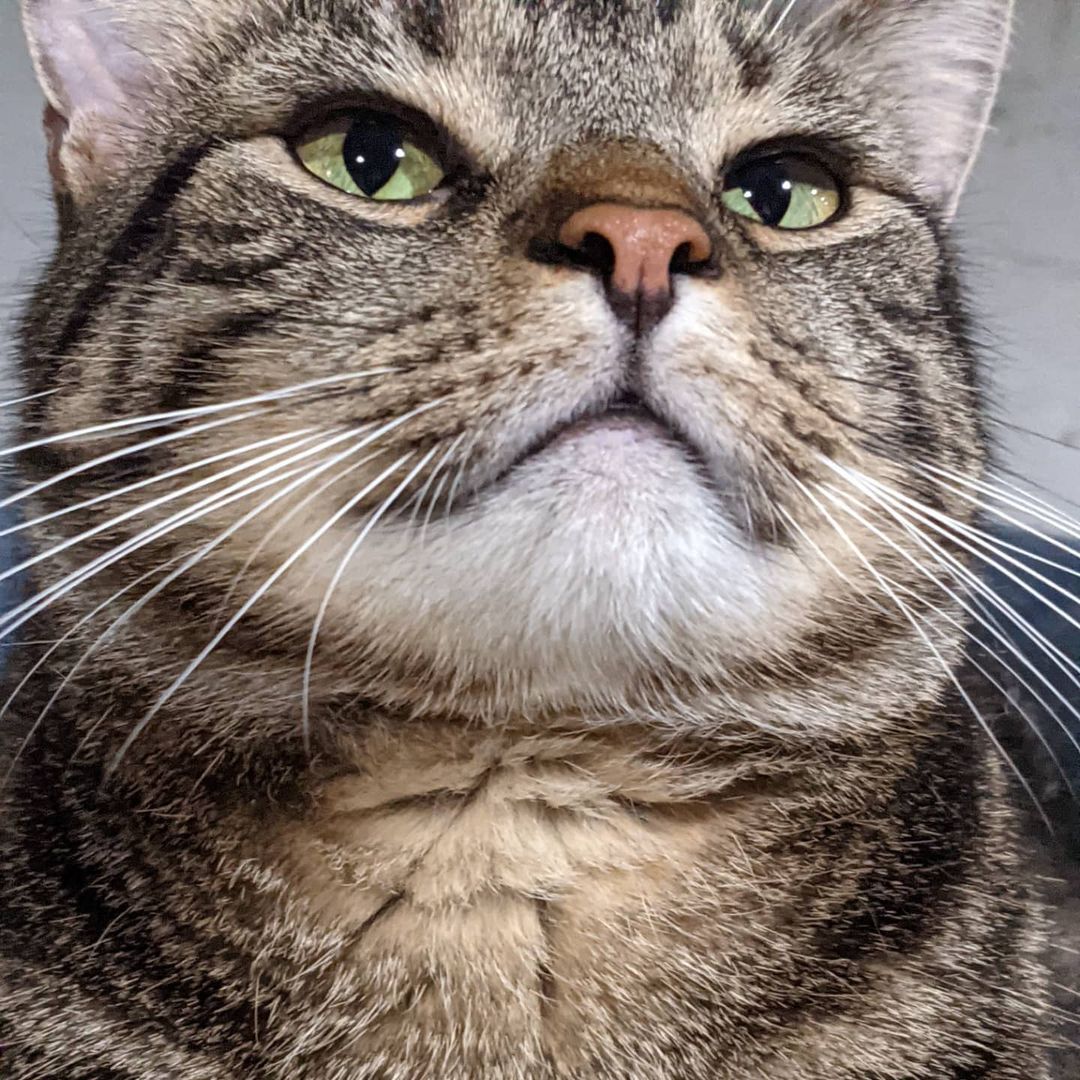 Happy Friday from the lovable, sweet, gentle, handsome Huggles 😻 Come meet this charming teddy bear this weekend at Ollie's Place 🧸

🕓 Hours:

M-F: 6-8pm
Weekends: 12-5pm
😺❤️ 

For donations:
Amazon Wish List:
https://www.amazon.com/hz/wishlist/ls/31R89PFPJOXUJ

Chewy Wish List:
https://www.chewy.com/g/mighty-muttsollies-place_b86125704

Venmo:
@MightyMutts 

Or call our local pet shop 'Whiskers' to donate to the Ollie's account: (212) 979-2532

<a target='_blank' href='https://www.instagram.com/explore/tags/olliesplace/'>#olliesplace</a> <a target='_blank' href='https://www.instagram.com/explore/tags/mightymutts/'>#mightymutts</a> <a target='_blank' href='https://www.instagram.com/explore/tags/adoptdontshop/'>#adoptdontshop</a> <a target='_blank' href='https://www.instagram.com/explore/tags/purrfect/'>#purrfect</a> <a target='_blank' href='https://www.instagram.com/explore/tags/handsome/'>#handsome</a> <a target='_blank' href='https://www.instagram.com/explore/tags/adoptme/'>#adoptme</a> <a target='_blank' href='https://www.instagram.com/explore/tags/catsofinstagram/'>#catsofinstagram</a> <a target='_blank' href='https://www.instagram.com/explore/tags/cats/'>#cats</a>
<a target='_blank' href='https://www.instagram.com/explore/tags/cats_of_instagram/'>#cats_of_instagram</a> <a target='_blank' href='https://www.instagram.com/explore/tags/catstagram/'>#catstagram</a> <a target='_blank' href='https://www.instagram.com/explore/tags/catsofig/'>#catsofig</a> <a target='_blank' href='https://www.instagram.com/explore/tags/catoftheday/'>#catoftheday</a> <a target='_blank' href='https://www.instagram.com/explore/tags/pictureoftheday/'>#pictureoftheday</a> <a target='_blank' href='https://www.instagram.com/explore/tags/beautiful/'>#beautiful</a> <a target='_blank' href='https://www.instagram.com/explore/tags/eastvillage/'>#eastvillage</a> <a target='_blank' href='https://www.instagram.com/explore/tags/nyc/'>#nyc</a>  <a target='_blank' href='https://www.instagram.com/explore/tags/newyorkcity/'>#newyorkcity</a>