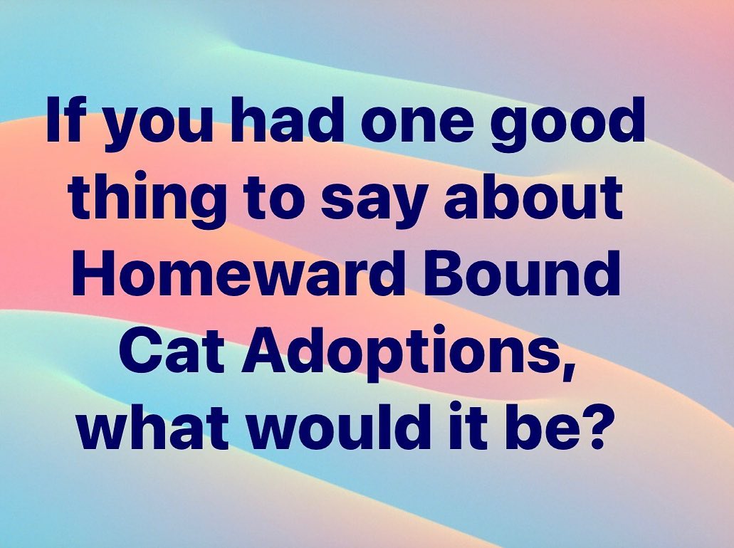 Asking for a friend. 🐱😹😻 <a target='_blank' href='https://www.instagram.com/explore/tags/adopt/'>#adopt</a> <a target='_blank' href='https://www.instagram.com/explore/tags/foster/'>#foster</a> <a target='_blank' href='https://www.instagram.com/explore/tags/donate/'>#donate</a> <a target='_blank' href='https://www.instagram.com/explore/tags/giveback/'>#giveback</a> <a target='_blank' href='https://www.instagram.com/explore/tags/volunteer/'>#volunteer</a> <a target='_blank' href='https://www.instagram.com/explore/tags/nokill/'>#nokill</a> <a target='_blank' href='https://www.instagram.com/explore/tags/lifesaving/'>#lifesaving</a> <a target='_blank' href='https://www.instagram.com/explore/tags/cats/'>#cats</a> <a target='_blank' href='https://www.instagram.com/explore/tags/kittens/'>#kittens</a>