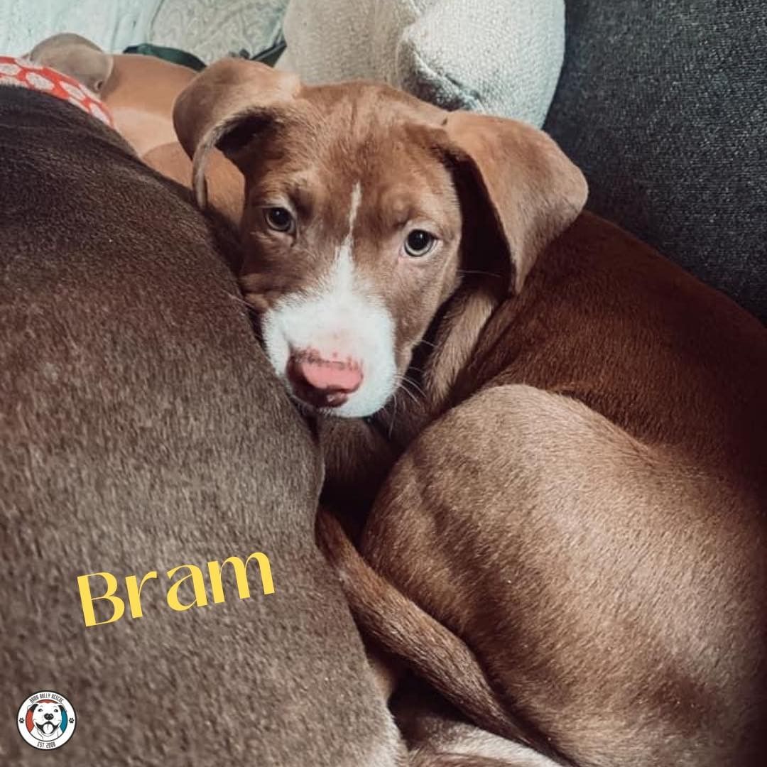 We’re with adopt-a-bull Bram…we’re not quite ready for the week…can we just stay snuggled up on the couch with our furbabies all day? 🥰  Apply to adopt your new snuggle buddy today! ✔️