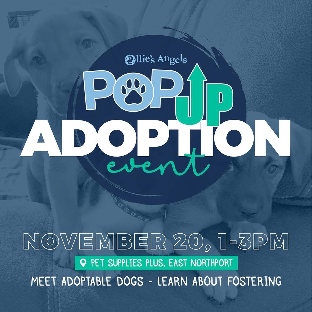 Wanna hang? Come meet available pups next Saturday, 11/20 at Pet Supplies Plus in Elwood Shopping Center from 1-3pm. Our all star doggie lineup will be posted this week! 

<a target='_blank' href='https://www.instagram.com/explore/tags/olliesangelsanimalrescue/'>#olliesangelsanimalrescue</a> <a target='_blank' href='https://www.instagram.com/explore/tags/rescue/'>#rescue</a> <a target='_blank' href='https://www.instagram.com/explore/tags/rescuedismyfavoritebreed/'>#rescuedismyfavoritebreed</a> <a target='_blank' href='https://www.instagram.com/explore/tags/rescuedismyfavouritebreed/'>#rescuedismyfavouritebreed</a> <a target='_blank' href='https://www.instagram.com/explore/tags/rescuedisthebestbreed/'>#rescuedisthebestbreed</a> <a target='_blank' href='https://www.instagram.com/explore/tags/adopt/'>#adopt</a> <a target='_blank' href='https://www.instagram.com/explore/tags/adoptdontshop/'>#adoptdontshop</a>🐾 <a target='_blank' href='https://www.instagram.com/explore/tags/adoptdontbuy/'>#adoptdontbuy</a> <a target='_blank' href='https://www.instagram.com/explore/tags/adoptdogs/'>#adoptdogs</a> <a target='_blank' href='https://www.instagram.com/explore/tags/adoptdontshop/'>#adoptdontshop</a>❤️ <a target='_blank' href='https://www.instagram.com/explore/tags/foster/'>#foster</a> <a target='_blank' href='https://www.instagram.com/explore/tags/fosteringsaveslives/'>#fosteringsaveslives</a> <a target='_blank' href='https://www.instagram.com/explore/tags/fostering/'>#fostering</a> <a target='_blank' href='https://www.instagram.com/explore/tags/fosterdog/'>#fosterdog</a> <a target='_blank' href='https://www.instagram.com/explore/tags/fosterdogs/'>#fosterdogs</a> <a target='_blank' href='https://www.instagram.com/explore/tags/fostercare/'>#fostercare</a> <a target='_blank' href='https://www.instagram.com/explore/tags/fosterdogsofinstagram/'>#fosterdogsofinstagram</a> <a target='_blank' href='https://www.instagram.com/explore/tags/fureverhome/'>#fureverhome</a> <a target='_blank' href='https://www.instagram.com/explore/tags/fureverfamily/'>#fureverfamily</a> <a target='_blank' href='https://www.instagram.com/explore/tags/fureverfriend/'>#fureverfriend</a> <a target='_blank' href='https://www.instagram.com/explore/tags/furever/'>#furever</a>  <a target='_blank' href='https://www.instagram.com/explore/tags/adopt/'>#adopt</a>  <a target='_blank' href='https://www.instagram.com/explore/tags/fostercare/'>#fostercare</a> <a target='_blank' href='https://www.instagram.com/explore/tags/rescuedogsofinstagram/'>#rescuedogsofinstagram</a> <a target='_blank' href='https://www.instagram.com/explore/tags/rescuedog/'>#rescuedog</a> <a target='_blank' href='https://www.instagram.com/explore/tags/rescuedogsofig/'>#rescuedogsofig</a> <a target='_blank' href='https://www.instagram.com/explore/tags/rescued/'>#rescued</a> <a target='_blank' href='https://www.instagram.com/explore/tags/rescuedogs/'>#rescuedogs</a> <a target='_blank' href='https://www.instagram.com/explore/tags/fosterparents/'>#fosterparents</a> <a target='_blank' href='https://www.instagram.com/explore/tags/fosterpup/'>#fosterpup</a>