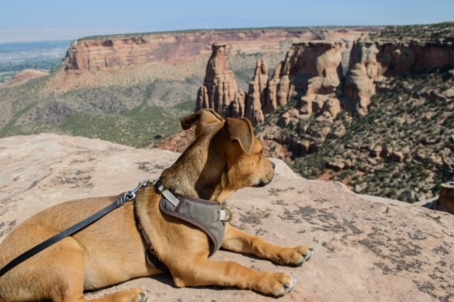 We just got another update from an adopter...take a look: I wanted to follow up and give an update on Ranger. He is doing awesome. He loves going on adventures and hikes.  He is so smart and learns so quickly. As you can see in the pictures below he’s my little model.  I’m so happy to call him mine.