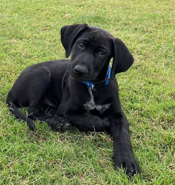 Oreo has been looking for his family for a month now. He’s an 11 week old lab mix and about as sweet, smart, and playful as they come! He’ll make the perfect addition to just about any home. He’s been living the good life in a foster home so it learning all the great skills a puppy needs to know: leash, kennel, and house training! Oreo is great with other dogs and kids. Fill out an application on our website if you’d like to meet this fella!