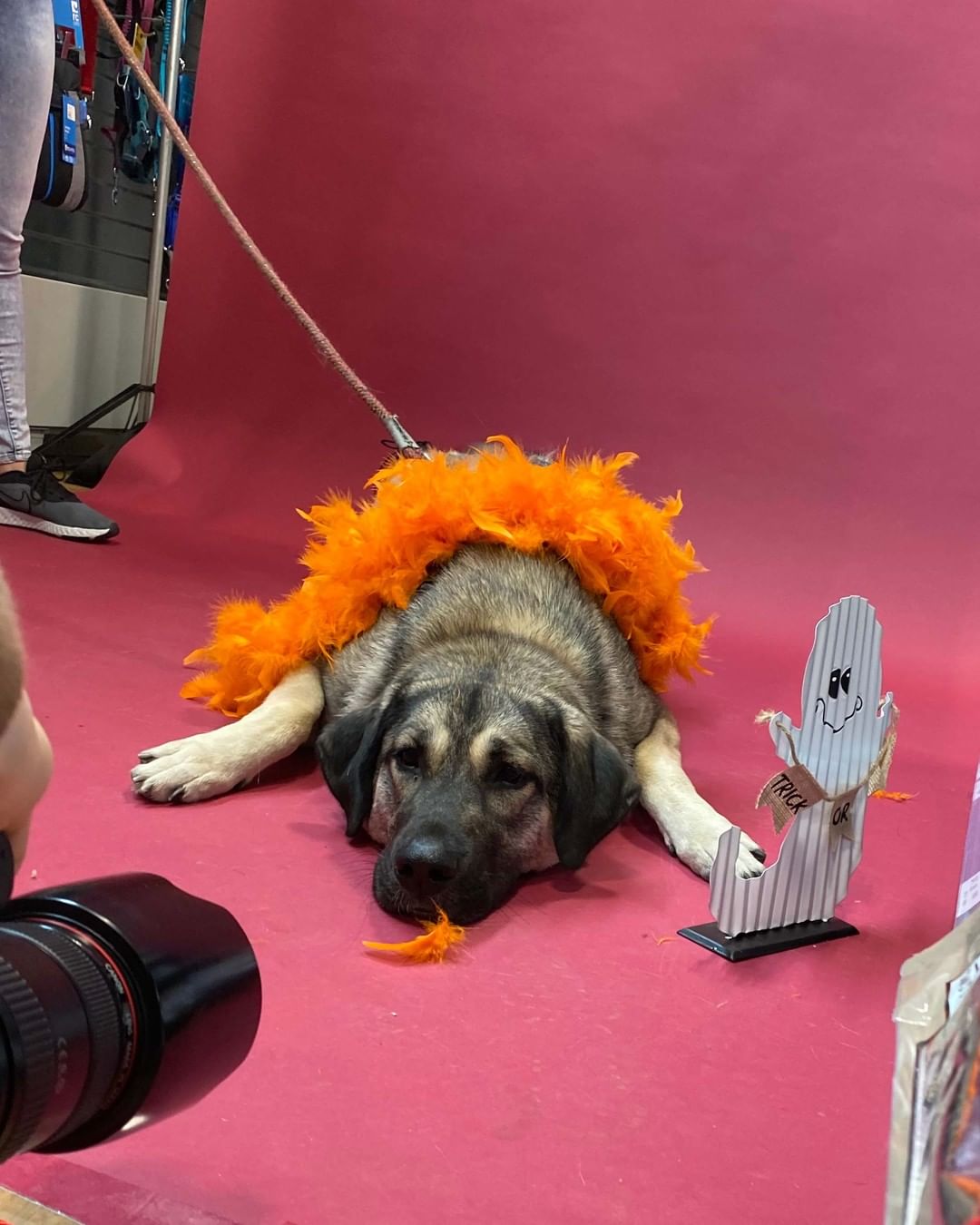 Wishing everyday was a doggy photoshoot day! 🥺

Check out some of the behind-the-scenes snaps from Saturday’s HOWL O’WEEN photoshoot fundraiser! A big thank you to everyone who came out to make this day a big success, to @renspets Liberty Village for hosting and to @capturenorthstudios for volunteering to be our awesome photographer.
.
.
.
.
.
.
<a target='_blank' href='https://www.instagram.com/explore/tags/DogHalloween/'>#DogHalloween</a> <a target='_blank' href='https://www.instagram.com/explore/tags/HalloweenDogCostumes/'>#HalloweenDogCostumes</a> <a target='_blank' href='https://www.instagram.com/explore/tags/HalloweenForDogs/'>#HalloweenForDogs</a> <a target='_blank' href='https://www.instagram.com/explore/tags/DogRescue/'>#DogRescue</a> <a target='_blank' href='https://www.instagram.com/explore/tags/Fundraiser/'>#Fundraiser</a> <a target='_blank' href='https://www.instagram.com/explore/tags/TorontoEvents/'>#TorontoEvents</a> <a target='_blank' href='https://www.instagram.com/explore/tags/TorontoDogMoms/'>#TorontoDogMoms</a> <a target='_blank' href='https://www.instagram.com/explore/tags/TorontoDogDads/'>#TorontoDogDads</a> <a target='_blank' href='https://www.instagram.com/explore/tags/TorontoDogs/'>#TorontoDogs</a> <a target='_blank' href='https://www.instagram.com/explore/tags/DogsInThe6ix/'>#DogsInThe6ix</a> <a target='_blank' href='https://www.instagram.com/explore/tags/StrayToPlay/'>#StrayToPlay</a> <a target='_blank' href='https://www.instagram.com/explore/tags/DogCostumes/'>#DogCostumes</a> <a target='_blank' href='https://www.instagram.com/explore/tags/DogPhotoshoot/'>#DogPhotoshoot</a>