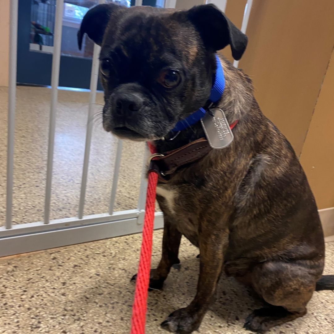 Meet Flynn:
Flynn is an absolutely adorable pug mix with the best puppy eyes out there! At about 5-years-old he has lots of energy and loves to play but also loves to be with his person and cuddle on the couch. Flynn can be shy to start but with a few treats he is quickly your best friend. We are looking for an adult only home for this guy, some place on the quiet side.
Flynn can be near other dogs (out on walks) but prefers to live as an only pet. This guy is overall very sweet. In the right home with someone who understands shy dogs, he will be an amazing companion.

Adoptions are by appointment only. For more information on this pet email adopt@scituateanimalshelter.org
<a target='_blank' href='https://www.instagram.com/explore/tags/adoptdontshop/'>#adoptdontshop</a> <a target='_blank' href='https://www.instagram.com/explore/tags/adoptpurelove/'>#adoptpurelove</a> <a target='_blank' href='https://www.instagram.com/explore/tags/dogs/'>#dogs</a> <a target='_blank' href='https://www.instagram.com/explore/tags/dogsofinstagram/'>#dogsofinstagram</a> <a target='_blank' href='https://www.instagram.com/explore/tags/woof/'>#woof</a> <a target='_blank' href='https://www.instagram.com/explore/tags/bark/'>#bark</a> <a target='_blank' href='https://www.instagram.com/explore/tags/pugmix/'>#pugmix</a> <a target='_blank' href='https://www.instagram.com/explore/tags/canine/'>#canine</a> <a target='_blank' href='https://www.instagram.com/explore/tags/dog/'>#dog</a> <a target='_blank' href='https://www.instagram.com/explore/tags/paws/'>#paws</a> <a target='_blank' href='https://www.instagram.com/explore/tags/cute/'>#cute</a> <a target='_blank' href='https://www.instagram.com/explore/tags/bowwow/'>#bowwow</a> <a target='_blank' href='https://www.instagram.com/explore/tags/woof/'>#woof</a> <a target='_blank' href='https://www.instagram.com/explore/tags/boston/'>#boston</a> <a target='_blank' href='https://www.instagram.com/explore/tags/massachusetts/'>#massachusetts</a> <a target='_blank' href='https://www.instagram.com/explore/tags/newengland/'>#newengland</a> <a target='_blank' href='https://www.instagram.com/explore/tags/capecod/'>#capecod</a> <a target='_blank' href='https://www.instagram.com/explore/tags/scituatema/'>#scituatema</a> <a target='_blank' href='https://www.instagram.com/explore/tags/fall/'>#fall</a> <a target='_blank' href='https://www.instagram.com/explore/tags/fallvibes/'>#fallvibes</a> <a target='_blank' href='https://www.instagram.com/explore/tags/pugsofinstagram/'>#pugsofinstagram</a> <a target='_blank' href='https://www.instagram.com/explore/tags/brindle/'>#brindle</a> <a target='_blank' href='https://www.instagram.com/explore/tags/brindlesofinstagram/'>#brindlesofinstagram</a> <a target='_blank' href='https://www.instagram.com/explore/tags/doglover/'>#doglover</a> <a target='_blank' href='https://www.instagram.com/explore/tags/mediumdogsofinstagram/'>#mediumdogsofinstagram</a> <a target='_blank' href='https://www.instagram.com/explore/tags/dogsrule/'>#dogsrule</a>