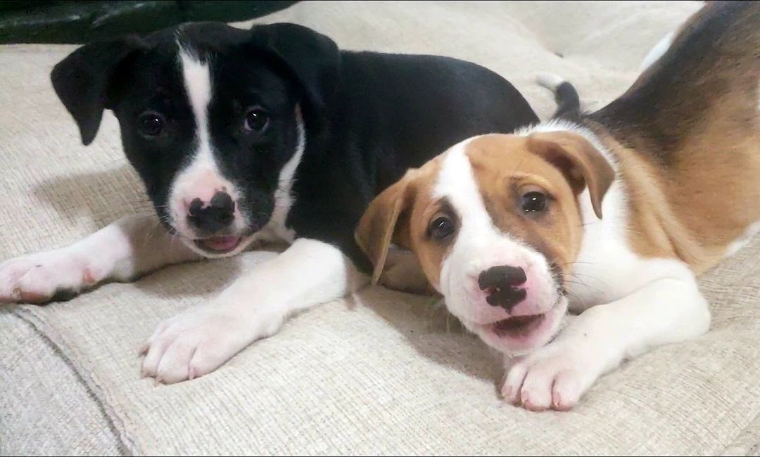 Chase and Rubble need a foster in DFW to take care of them until adoption at the end of November. 

We love these mama's boys so much. They will be great companions for their future forever homes 💖 Apply to foster or preadopt at codysfriendsrescue.org. DFW area only. No puppies under 6 months of age in apartment homes. Posted @withregram • @caitlinscalleysee 💕💕💕 <a target='_blank' href='https://www.instagram.com/explore/tags/dfwdogrescue/'>#dfwdogrescue</a> <a target='_blank' href='https://www.instagram.com/explore/tags/dallastx/'>#dallastx</a> <a target='_blank' href='https://www.instagram.com/explore/tags/fosteringsaveslives/'>#fosteringsaveslives</a> <a target='_blank' href='https://www.instagram.com/explore/tags/dallastx/'>#dallastx</a> <a target='_blank' href='https://www.instagram.com/explore/tags/dallasdogrescue/'>#dallasdogrescue</a> <a target='_blank' href='https://www.instagram.com/explore/tags/thatsdarling/'>#thatsdarling</a> <a target='_blank' href='https://www.instagram.com/explore/tags/dallasdogrescue/'>#dallasdogrescue</a> <a target='_blank' href='https://www.instagram.com/explore/tags/dallastx/'>#dallastx</a> <a target='_blank' href='https://www.instagram.com/explore/tags/volunteer/'>#volunteer</a> <a target='_blank' href='https://www.instagram.com/explore/tags/foster/'>#foster</a> <a target='_blank' href='https://www.instagram.com/explore/tags/adopt/'>#adopt</a> <a target='_blank' href='https://www.instagram.com/explore/tags/fortworthstockyards/'>#fortworthstockyards</a> <a target='_blank' href='https://www.instagram.com/explore/tags/dallasdogrescue/'>#dallasdogrescue</a> <a target='_blank' href='https://www.instagram.com/explore/tags/codysfriendsrescue/'>#codysfriendsrescue</a> <a target='_blank' href='https://www.instagram.com/explore/tags/adoptdontshop/'>#adoptdontshop</a>  <a target='_blank' href='https://www.instagram.com/explore/tags/dogsofdallas/'>#dogsofdallas</a> <a target='_blank' href='https://www.instagram.com/explore/tags/dallasdogrescue/'>#dallasdogrescue</a> <a target='_blank' href='https://www.instagram.com/explore/tags/adoptabledog/'>#adoptabledog</a> <a target='_blank' href='https://www.instagram.com/explore/tags/dallas/'>#dallas</a> <a target='_blank' href='https://www.instagram.com/explore/tags/dallasadoptables/'>#dallasadoptables</a> <a target='_blank' href='https://www.instagram.com/explore/tags/texasdogs/'>#texasdogs</a> <a target='_blank' href='https://www.instagram.com/explore/tags/codysfriendsrescue/'>#codysfriendsrescue</a> <a target='_blank' href='https://www.instagram.com/explore/tags/dallasdogs/'>#dallasdogs</a>  <a target='_blank' href='https://www.instagram.com/explore/tags/friscotx/'>#friscotx</a> <a target='_blank' href='https://www.instagram.com/explore/tags/codysfriendsrescue/'>#codysfriendsrescue</a> <a target='_blank' href='https://www.instagram.com/explore/tags/dogsindallas/'>#dogsindallas</a> <a target='_blank' href='https://www.instagram.com/explore/tags/rescuedogs/'>#rescuedogs</a> <a target='_blank' href='https://www.instagram.com/explore/tags/fortworth/'>#fortworth</a> <a target='_blank' href='https://www.instagram.com/explore/tags/fortworthtexas/'>#fortworthtexas</a> <a target='_blank' href='https://www.instagram.com/explore/tags/dogsoftexas/'>#dogsoftexas</a> <a target='_blank' href='https://www.instagram.com/explore/tags/doginneed/'>#doginneed</a><a target='_blank' href='https://www.instagram.com/explore/tags/runningpartner/'>#runningpartner</a>  <a target='_blank' href='https://www.instagram.com/explore/tags/dallasdogpark/'>#dallasdogpark</a> <a target='_blank' href='https://www.instagram.com/explore/tags/arlingtontx/'>#arlingtontx</a> <a target='_blank' href='https://www.instagram.com/explore/tags/texasrescuedogs/'>#texasrescuedogs</a> <a target='_blank' href='https://www.instagram.com/explore/tags/dallastx/'>#dallastx</a> <a target='_blank' href='https://www.instagram.com/explore/tags/mckinneytx/'>#mckinneytx</a>