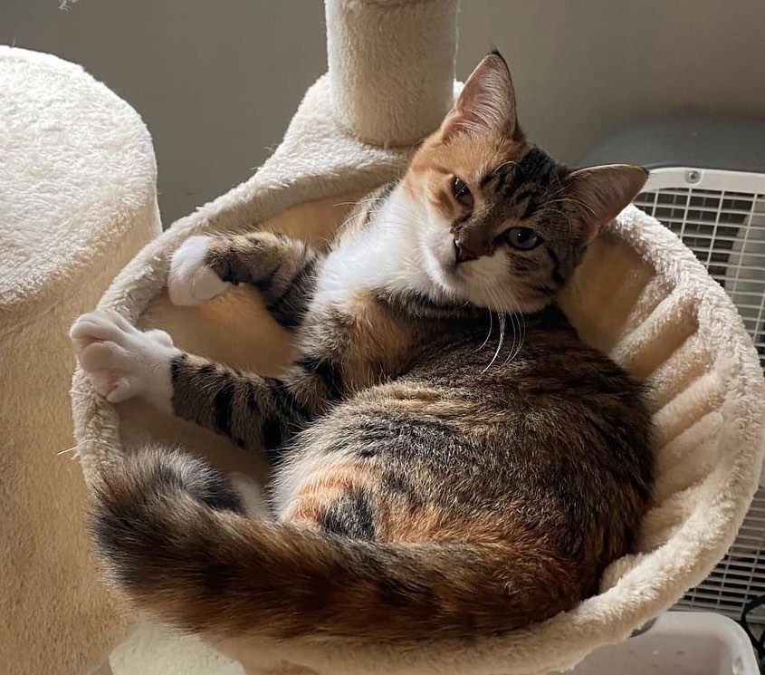 Please let us introduce you to Haylen...

This sweet little girl is shy and reserved. But once she gets to know you, Haylen likes nothing better than to curl up on your lap and make biscuits. If you are looking for a cat who will sit on your lap and crave attention, you have found her in Haylen! She warms her foster dad's lap on conference calls and is our evening snuggler in her foster home.
🐱
At one point, Haylen was obviously someone's kitten, but she was found abandoned near NC State University - scared and desperately seeking a human to take her in and love her.
🐱
It may take a minute before Haylen is comfortable with other cats, but once she does, she loves to play and wrestle. She loves to hang out with her foster sister, Leela.
🐱
Haylen can be easily startled by loud noises and sudden movements, so she would be a great fit for a calm and quiet household. Young children would not be recommended. Haylen has never been around dogs. 
💜
Check out this sweet girl on our website and don't forget to fill out an application to get pre-approved to meet this sweet girl.