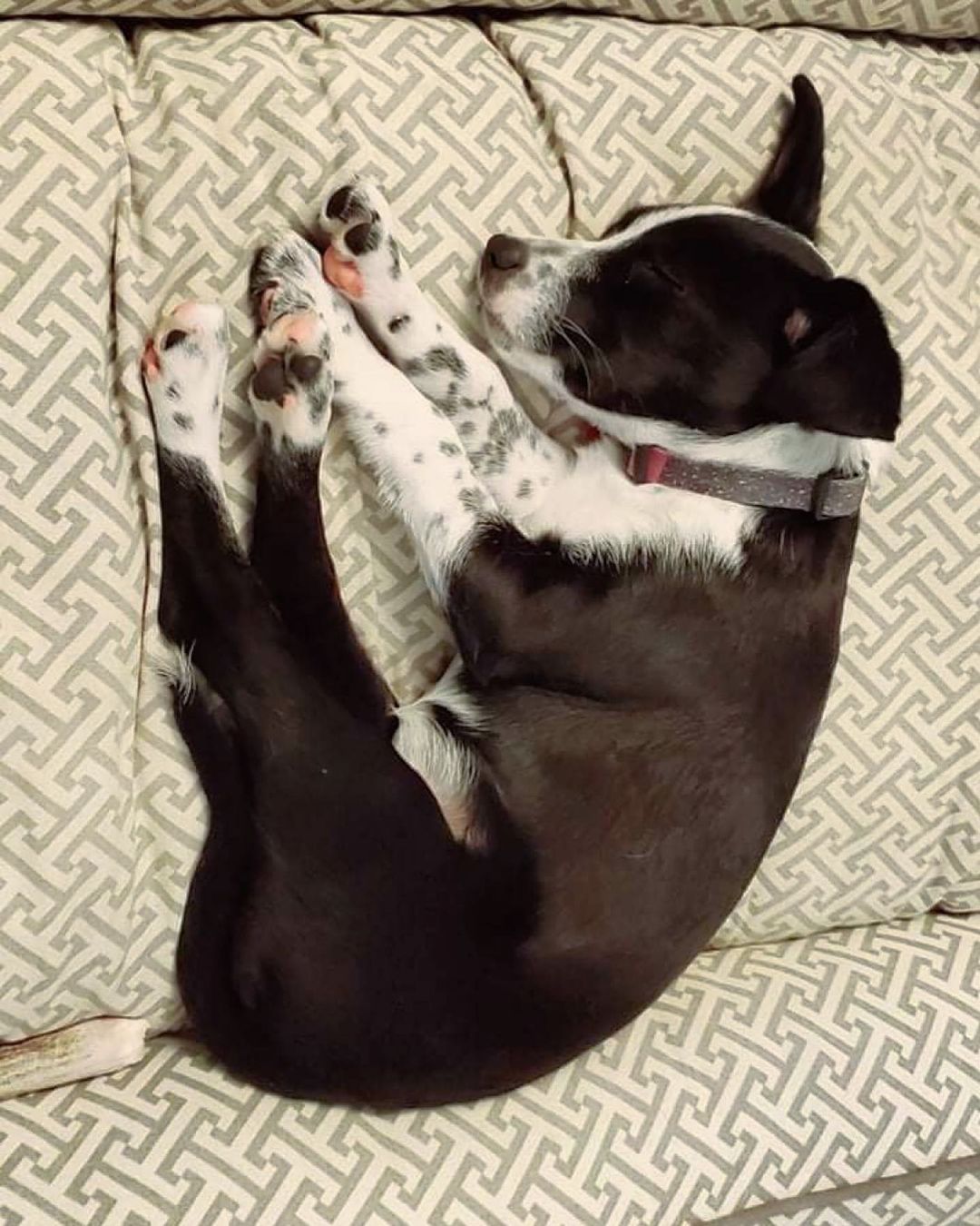 Grace enjoying snoozy saturday! Grace is one of our 3 month old terrier mix litter. She is a sweet little lady looking for her forever home. Apply at unchainedmelodies.org/adopt