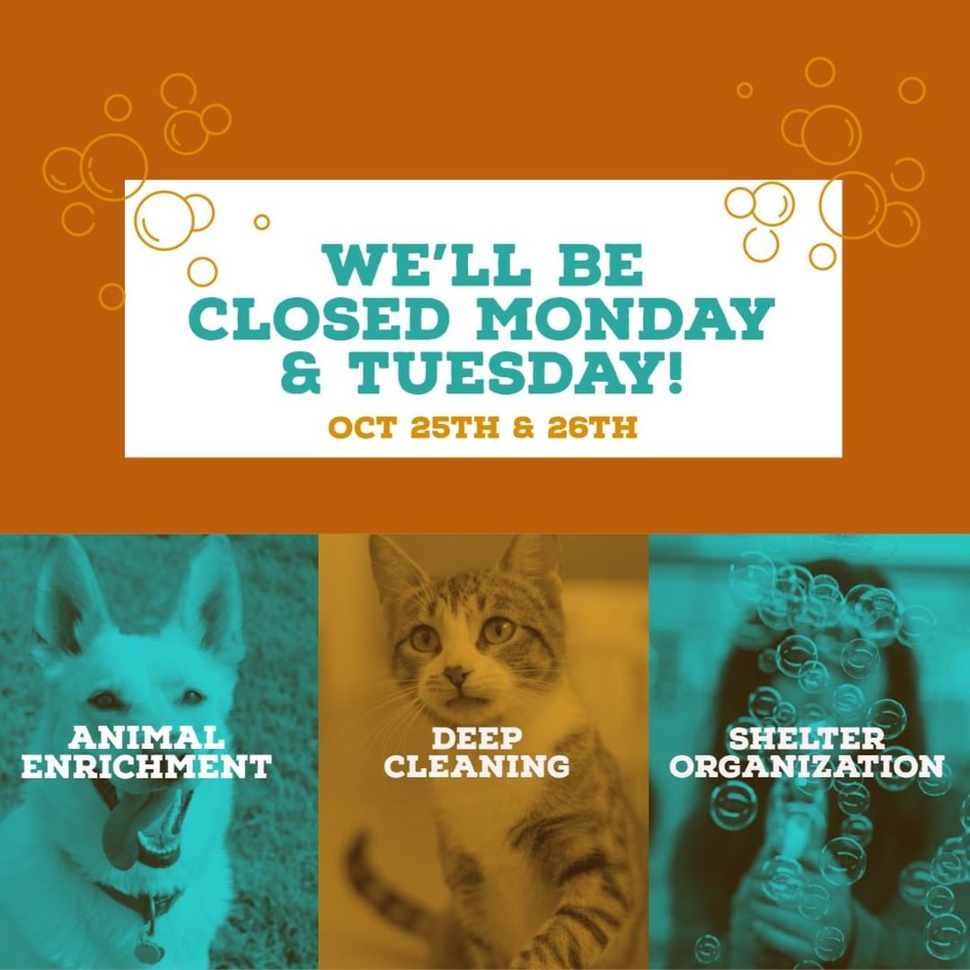 We care about the health & happiness of our animals, which means we take a few extra days out of year to close the shelter & deep clean, organize, and give the animals some extra love & enrichment.  In addition to being closed on Monday (as usual), we will also be closed Tuesday, Oct 26th.  Thank you for your paw'tience!!