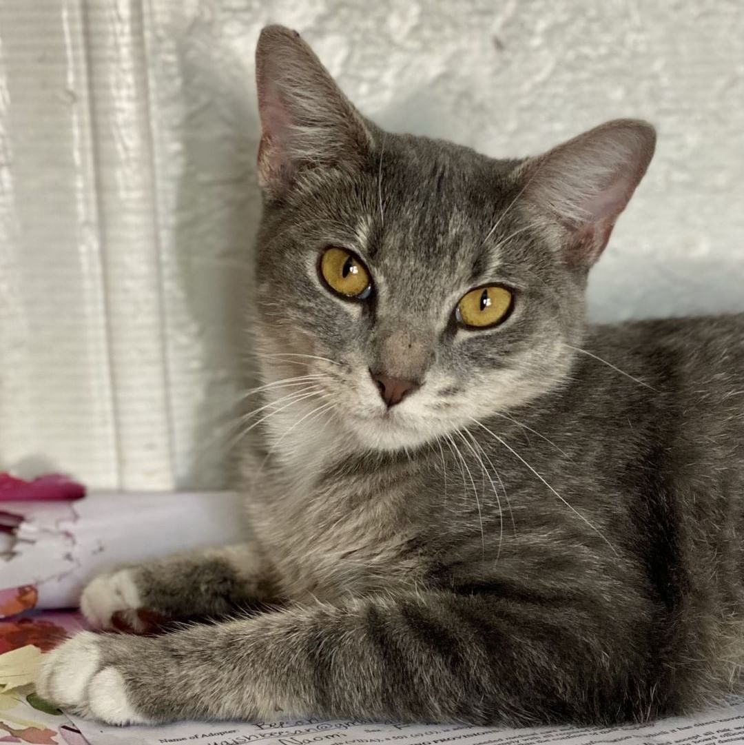 Zelda is looking for a forever home! Zelda is a beautiful gray tabby with the most gorgeous eyes. She has a dog-like personality and is very playful! Zelda does great with other dogs and children, but she prefers a home without other cats. Come meet this lovely and affectionate cat today!

If you want to adopt Zelda, please fill out our adoption application at https://www.vida4animals.org/adoption-application/! 
 <a target='_blank' href='https://www.instagram.com/explore/tags/tabbycat/'>#tabbycat</a> <a target='_blank' href='https://www.instagram.com/explore/tags/cat/'>#cat</a> <a target='_blank' href='https://www.instagram.com/explore/tags/tabby/'>#tabby</a> <a target='_blank' href='https://www.instagram.com/explore/tags/tabbycats/'>#tabbycats</a>