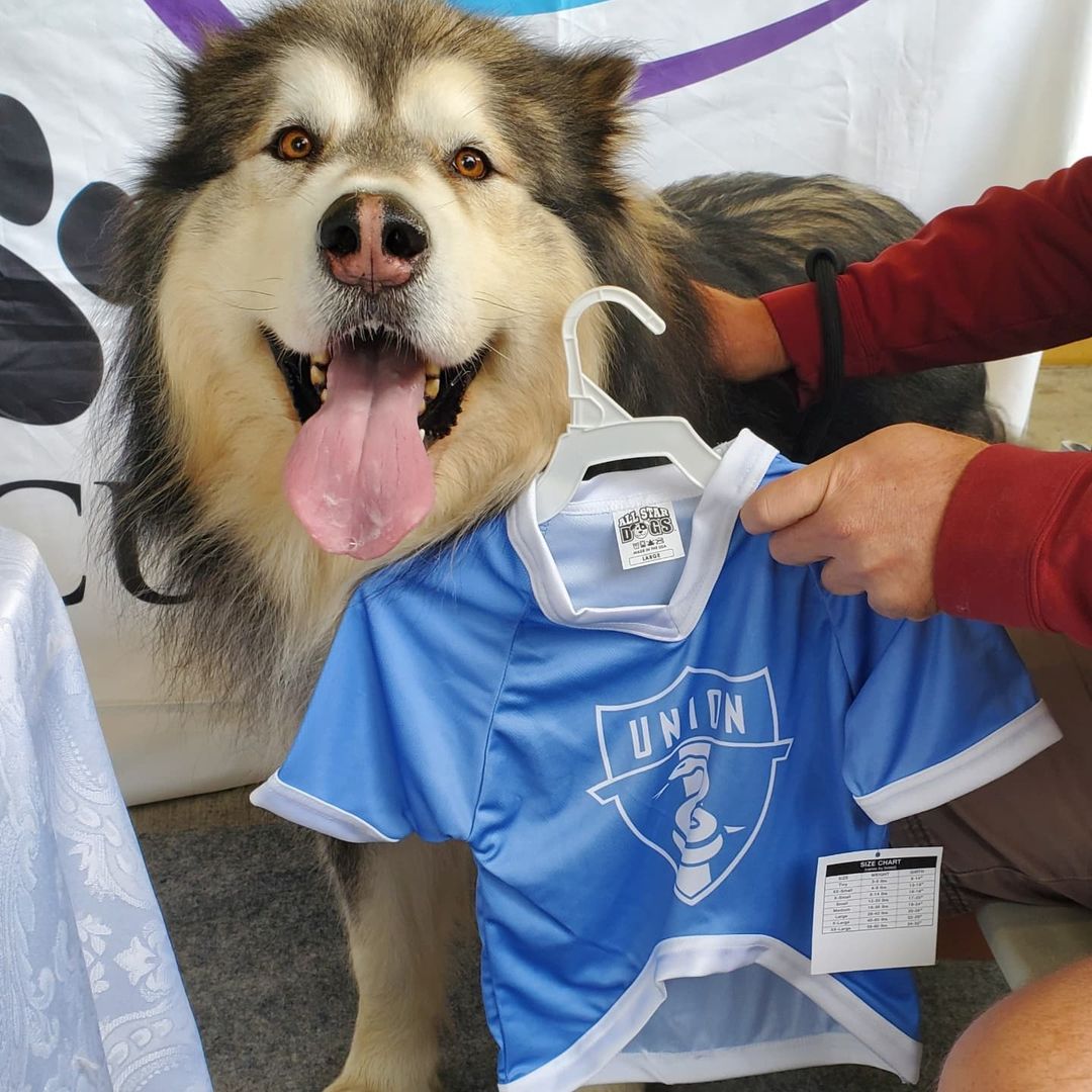 Thanks for the jerseys @subaru_usa & @philaunion but next time can we get one in Jumbo XXL? <a target='_blank' href='https://www.instagram.com/explore/tags/MakeADogsDay/'>#MakeADogsDay</a> <a target='_blank' href='https://www.instagram.com/explore/tags/bigdogs/'>#bigdogs</a> <a target='_blank' href='https://www.instagram.com/explore/tags/giantdog/'>#giantdog</a> <a target='_blank' href='https://www.instagram.com/explore/tags/bear/'>#bear</a> <a target='_blank' href='https://www.instagram.com/explore/tags/arcticspiritrescue/'>#arcticspiritrescue</a> <a target='_blank' href='https://www.instagram.com/explore/tags/adoptdontshop/'>#adoptdontshop</a> <a target='_blank' href='https://www.instagram.com/explore/tags/rescuedogs/'>#rescuedogs</a> <a target='_blank' href='https://www.instagram.com/explore/tags/rescuedogsofinstagram/'>#rescuedogsofinstagram</a> <a target='_blank' href='https://www.instagram.com/explore/tags/dogsofinstagram/'>#dogsofinstagram</a> <a target='_blank' href='https://www.instagram.com/explore/tags/dogs/'>#dogs</a> <a target='_blank' href='https://www.instagram.com/explore/tags/siberianhusky/'>#siberianhusky</a> <a target='_blank' href='https://www.instagram.com/explore/tags/siberianhuskiesofinstagram/'>#siberianhuskiesofinstagram</a> <a target='_blank' href='https://www.instagram.com/explore/tags/husky/'>#husky</a> <a target='_blank' href='https://www.instagram.com/explore/tags/huskiesofinstagram/'>#huskiesofinstagram</a> <a target='_blank' href='https://www.instagram.com/explore/tags/malamute/'>#malamute</a> <a target='_blank' href='https://www.instagram.com/explore/tags/malamutesofinstagram/'>#malamutesofinstagram</a> <a target='_blank' href='https://www.instagram.com/explore/tags/alaskanmalamute/'>#alaskanmalamute</a> <a target='_blank' href='https://www.instagram.com/explore/tags/alaskanmalamutesofinstagram/'>#alaskanmalamutesofinstagram</a> <a target='_blank' href='https://www.instagram.com/explore/tags/fosterdogs/'>#fosterdogs</a> <a target='_blank' href='https://www.instagram.com/explore/tags/fosterdogsofinstagram/'>#fosterdogsofinstagram</a> <a target='_blank' href='https://www.instagram.com/explore/tags/adopt/'>#adopt</a> <a target='_blank' href='https://www.instagram.com/explore/tags/foster/'>#foster</a> <a target='_blank' href='https://www.instagram.com/explore/tags/rescue/'>#rescue</a> <a target='_blank' href='https://www.instagram.com/explore/tags/fosteringsaveslives/'>#fosteringsaveslives</a>