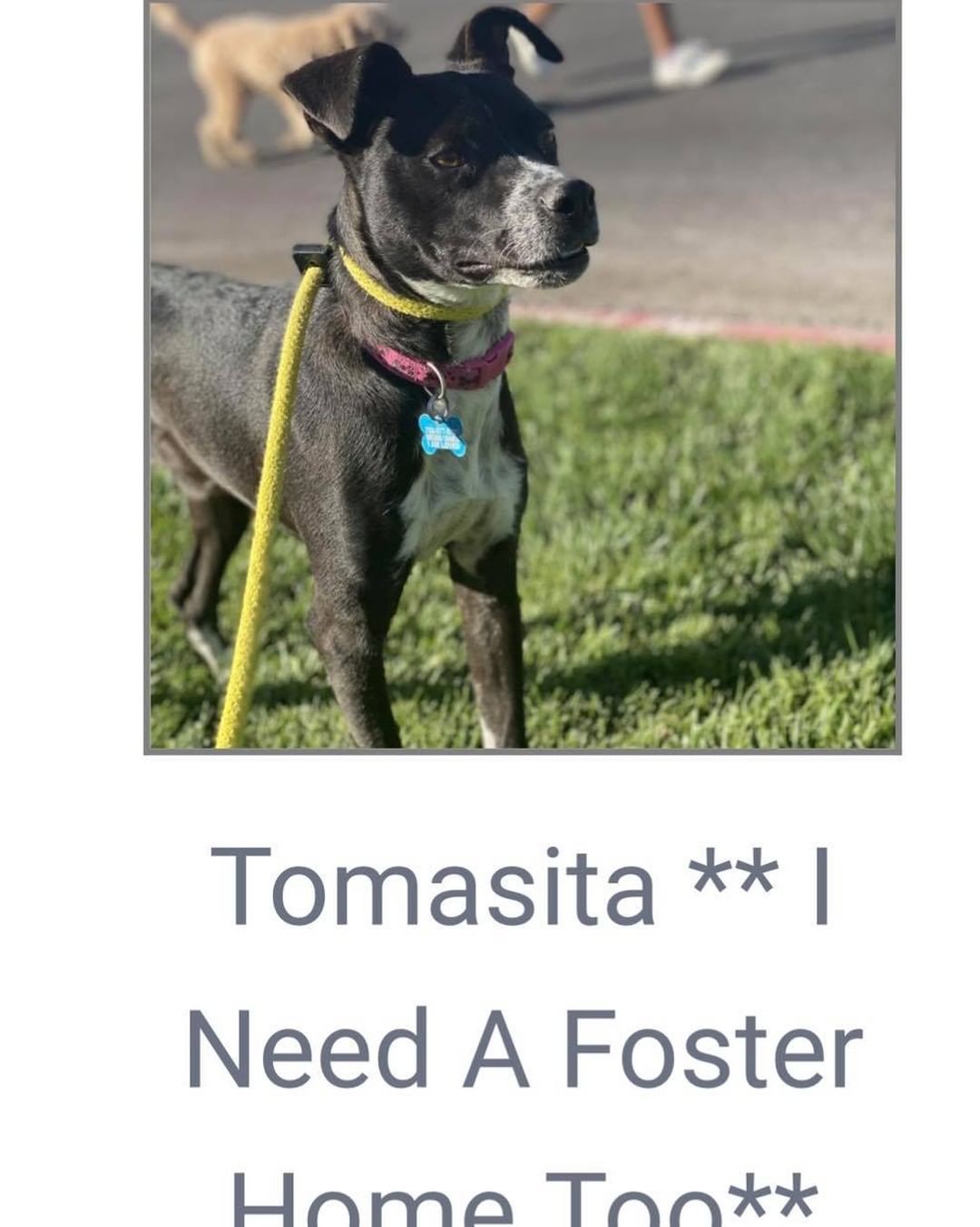 Fosters needed!

We have 10 dogs currently in boarding, and we would love to get them into foster or forever homes.

Fostering let’s our dogs adjust, and allows their personalities to blossom. We learn so much more about them when they get to live in foster homes. 

If you foster, all supplies are provided, crate, leash, collar, etc. 

Check out the 10 dogs currently in boarding and let us know if you’re available to help! 

Our longest boarding residents are Luki, Bolt and Millie who have been in boarding for 2 months. These loving, amazing dogs deserve life in a home, can you help them?