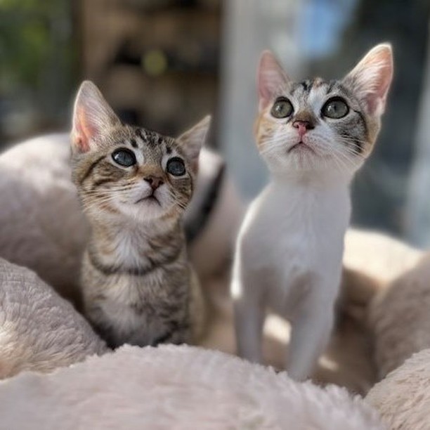 Good morning Bay Area - get your daily dose of sweet purrs and cuteness overload! ❤️ Mocha, Fudge, Paprika and Nutmeg are ready to meet their forever families 😻😻😻😻 

😻Paprika and 😻Nutmeg are two sweetest sisters who purr non-stop. They love belly rubs, people and each other deeply. 
👉https://angelsfurryfriends.org/paprika-and-nutmeg/

😻Fudge and 😻Mocha are curious and gentle brother and sister. Their  personalities are as beautiful as their rare fluffy chocolate hair.
👉https://angelsfurryfriends.org/fudge-and-mocha/

They are spayed/neutered, micro-chipped, vaccinated to age and litter-box trained, can be FIV/FeLV tested upon request. 

If you would like these kittens to become a part of your family please familiarize yourself with our Adoption Process https://angelsfurryfriends.org/adoption-process/
and fill out 🐾Adoption application🐾  to schedule meet and greet https://angelsfurryfriends.org/adoption-application-cats/

❤️THANK YOU!❤️ to all our supporter and contributors 
✅ Want to help more kittens to find their forever homes? Your contribution will make an impact, whether you donate $5 or $500: 
👉 https://angelsfurryfriends.org/donate/
👉PayPal: donations@angelsfurryfriends.org
🐾 Check our website for adoptable animals: https://angelsfurryfriends.org
✅ Apply to become a foster https://angelsfurryfriends.org/foster-application/
✅ Our furry friends will be super happy if you can contribute to our AMAZON wish list: https://www.amazon.com/hz/wishlist/ls/20Z238E5G16UH
✅ Find us on AMAZON SMILE
✅ Angel’s Furry Friends is a Non-Profit 501(3) organization. Your Donations are Tax deductible. Many employers will double your donation (check whether they have gift-matching program) 

<a target='_blank' href='https://www.instagram.com/explore/tags/adoptdontshop/'>#adoptdontshop</a> <a target='_blank' href='https://www.instagram.com/explore/tags/animalrescue/'>#animalrescue</a> <a target='_blank' href='https://www.instagram.com/explore/tags/animalhelp/'>#animalhelp</a> <a target='_blank' href='https://www.instagram.com/explore/tags/doglove/'>#doglove</a> <a target='_blank' href='https://www.instagram.com/explore/tags/catlove/'>#catlove</a> <a target='_blank' href='https://www.instagram.com/explore/tags/dogrescue/'>#dogrescue</a> <a target='_blank' href='https://www.instagram.com/explore/tags/catrescue/'>#catrescue</a> <a target='_blank' href='https://www.instagram.com/explore/tags/streetcats/'>#streetcats</a> <a target='_blank' href='https://www.instagram.com/explore/tags/angelsfurryfriends/'>#angelsfurryfriends</a> <a target='_blank' href='https://www.instagram.com/explore/tags/savealife/'>#savealife</a> <a target='_blank' href='https://www.instagram.com/explore/tags/bekind/'>#bekind</a> <a target='_blank' href='https://www.instagram.com/explore/tags/catsforadoption/'>#catsforadoption</a> <a target='_blank' href='https://www.instagram.com/explore/tags/dogsforadoption/'>#dogsforadoption</a> <a target='_blank' href='https://www.instagram.com/explore/tags/animalwelfare/'>#animalwelfare</a>  <a target='_blank' href='https://www.instagram.com/explore/tags/rescuecat/'>#rescuecat</a> <a target='_blank' href='https://www.instagram.com/explore/tags/rescuedismyfavoritebreed/'>#rescuedismyfavoritebreed</a> <a target='_blank' href='https://www.instagram.com/explore/tags/lifeanimalrescue/'>#lifeanimalrescue</a> <a target='_blank' href='https://www.instagram.com/explore/tags/animalrescuer/'>#animalrescuer</a> <a target='_blank' href='https://www.instagram.com/explore/tags/Mocha/'>#Mocha</a>  <a target='_blank' href='https://www.instagram.com/explore/tags/Fudge/'>#Fudge</a> <a target='_blank' href='https://www.instagram.com/explore/tags/Paprika/'>#Paprika</a> <a target='_blank' href='https://www.instagram.com/explore/tags/Nutmeg/'>#Nutmeg</a> <a target='_blank' href='https://www.instagram.com/explore/tags/kittensforadoption/'>#kittensforadoption</a> <a target='_blank' href='https://www.instagram.com/explore/tags/adoptme/'>#adoptme</a>