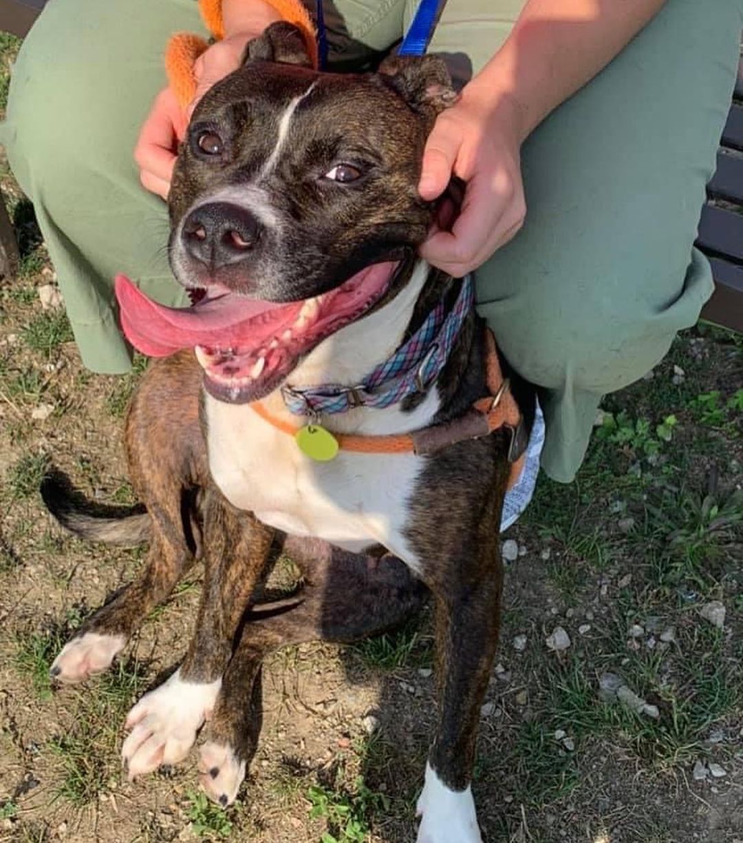 <a target='_blank' href='https://www.instagram.com/explore/tags/TongueOutTuesday/'>#TongueOutTuesday</a>😛 Exuberant RosaLee is like a ray of sunshine. It's hard not to pick up on and share her zest for life! 

This silly sweetheart is always excited to get outside for walks, making for pleasant company. In the play yard, one of her signature moves is bursting into zoomies and then flipping onto her back for belly rubs. She seems to be a nice balance of active and playful as well as attentive and sweet. With other dogs in play group, she was social and playful. 

We could see her making a loving new family member! RosaLee is estimated to be around 3 years old and weighs 58 lbs. 

Visit www.tinyurl.com/meetacitydog to set up a meet!
.
.
.
<a target='_blank' href='https://www.instagram.com/explore/tags/adoptdontshop/'>#adoptdontshop</a> <a target='_blank' href='https://www.instagram.com/explore/tags/adoptme/'>#adoptme</a> <a target='_blank' href='https://www.instagram.com/explore/tags/citydogscle/'>#citydogscle</a> <a target='_blank' href='https://www.instagram.com/explore/tags/cledogs/'>#cledogs</a> <a target='_blank' href='https://www.instagram.com/explore/tags/dogsofcle/'>#dogsofcle</a> <a target='_blank' href='https://www.instagram.com/explore/tags/rescuedog/'>#rescuedog</a>