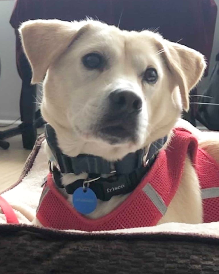 Say what's up to Wanso! ⬆️ Wanso is a 4-year-old female Jindo/Retriever mix and weighs about 23 pounds. She was rescued from the Jeolla-do Wanju dog farm by our partner @animal_kara. Wanso is fully crate trained and potty trained. She's best described as sweet, gentle, and sensitive. Wanso is a curious pup who holds her tail high when she's exploring her surroundings. 🕵️ She would do well in a quiet home where she can build her confidence. Think Wanso could be the one for you? Apply to adopt!

🐕 On a case-by-case basis, we accept applications from residents living within 30-miles of NYC and certain areas within CT, PA, D.C., MD, and MA. Check koreank9rescue.org/adopt for more details! 📝⁠⁠⁠⁠⁠⁠⁠⁠⁠⁠⁠⁠⁠

<a target='_blank' href='https://www.instagram.com/explore/tags/jindo/'>#jindo</a> <a target='_blank' href='https://www.instagram.com/explore/tags/retriever/'>#retriever</a> <a target='_blank' href='https://www.instagram.com/explore/tags/adoptmenyc/'>#adoptmenyc</a> <a target='_blank' href='https://www.instagram.com/explore/tags/nyc/'>#nyc</a> <a target='_blank' href='https://www.instagram.com/explore/tags/korea/'>#korea</a> <a target='_blank' href='https://www.instagram.com/explore/tags/adoptme/'>#adoptme</a> <a target='_blank' href='https://www.instagram.com/explore/tags/adoptmeplease/'>#adoptmeplease</a> <a target='_blank' href='https://www.instagram.com/explore/tags/koreank9rescue/'>#koreank9rescue</a> <a target='_blank' href='https://www.instagram.com/explore/tags/kk9r/'>#kk9r</a> <a target='_blank' href='https://www.instagram.com/explore/tags/spay/'>#spay</a> <a target='_blank' href='https://www.instagram.com/explore/tags/neuter/'>#neuter</a> <a target='_blank' href='https://www.instagram.com/explore/tags/rescueismyfavoritebreed/'>#rescueismyfavoritebreed</a> <a target='_blank' href='https://www.instagram.com/explore/tags/rescuedog/'>#rescuedog</a> <a target='_blank' href='https://www.instagram.com/explore/tags/everydogdeserveslove/'>#everydogdeserveslove</a> <a target='_blank' href='https://www.instagram.com/explore/tags/showlovekorea/'>#showlovekorea</a>