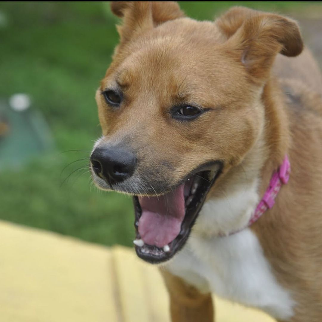 Meet Myra! Myra is a 1 year old retriever mix looking for a home with adults only. Myra loves people, walks, cuddles and to talk. Myra also enjoys playing with other dogs who can match her play style. Due to Myra's love for talking, she would do best in a townhouse or single family home. Myra does show some resource guarding with food towards other dogs, so she will need a household that can manage this. Myra does enjoy the outdoors but if she sees squirrels, she will try to chase them. However, if you have a yard, we think Myra would be great at keeping it squirrel free!

Myra would love a furever home, but a foster would be great too.
Contact adoptioncenter@homewardtrails.org if Myra seems like the girl for you. <a target='_blank' href='https://www.instagram.com/explore/tags/adoptdontshop/'>#adoptdontshop</a> <a target='_blank' href='https://www.instagram.com/explore/tags/homewardtrails/'>#homewardtrails</a> <a target='_blank' href='https://www.instagram.com/explore/tags/catsofinstagram/'>#catsofinstagram</a> <a target='_blank' href='https://www.instagram.com/explore/tags/dogsofinsta/'>#dogsofinsta</a> <a target='_blank' href='https://www.instagram.com/explore/tags/adoptionevent/'>#adoptionevent</a> <a target='_blank' href='https://www.instagram.com/explore/tags/cleartheshelters/'>#cleartheshelters</a> <a target='_blank' href='https://www.instagram.com/explore/tags/dogsofinstagram/'>#dogsofinstagram</a> <a target='_blank' href='https://www.instagram.com/explore/tags/catsofinsta/'>#catsofinsta</a> <a target='_blank' href='https://www.instagram.com/explore/tags/animalrescue/'>#animalrescue</a> <a target='_blank' href='https://www.instagram.com/explore/tags/rescuedog/'>#rescuedog</a> <a target='_blank' href='https://www.instagram.com/explore/tags/dogsofinstagram/'>#dogsofinstagram</a> <a target='_blank' href='https://www.instagram.com/explore/tags/rescuedogsofinstagram/'>#rescuedogsofinstagram</a> <a target='_blank' href='https://www.instagram.com/explore/tags/dog/'>#dog</a> <a target='_blank' href='https://www.instagram.com/explore/tags/dogs/'>#dogs</a> <a target='_blank' href='https://www.instagram.com/explore/tags/dogstagram/'>#dogstagram</a> <a target='_blank' href='https://www.instagram.com/explore/tags/rescue/'>#rescue</a> <a target='_blank' href='https://www.instagram.com/explore/tags/instadog/'>#instadog</a> <a target='_blank' href='https://www.instagram.com/explore/tags/dogoftheday/'>#dogoftheday</a>  <a target='_blank' href='https://www.instagram.com/explore/tags/doglife/'>#doglife</a> <a target='_blank' href='https://www.instagram.com/explore/tags/doglover/'>#doglover</a> <a target='_blank' href='https://www.instagram.com/explore/tags/rescuedismyfavoritebreed/'>#rescuedismyfavoritebreed</a> <a target='_blank' href='https://www.instagram.com/explore/tags/doglovers/'>#doglovers</a> <a target='_blank' href='https://www.instagram.com/explore/tags/dogsofinsta/'>#dogsofinsta</a> <a target='_blank' href='https://www.instagram.com/explore/tags/doggo/'>#doggo</a> <a target='_blank' href='https://www.instagram.com/explore/tags/rescuedogs/'>#rescuedogs</a> <a target='_blank' href='https://www.instagram.com/explore/tags/muttsofinstagram/'>#muttsofinstagram</a> <a target='_blank' href='https://www.instagram.com/explore/tags/puppiesofinstagram/'>#puppiesofinstagram</a> <a target='_blank' href='https://www.instagram.com/explore/tags/ilovemydog/'>#ilovemydog</a> <a target='_blank' href='https://www.instagram.com/explore/tags/dogsofig/'>#dogsofig</a>