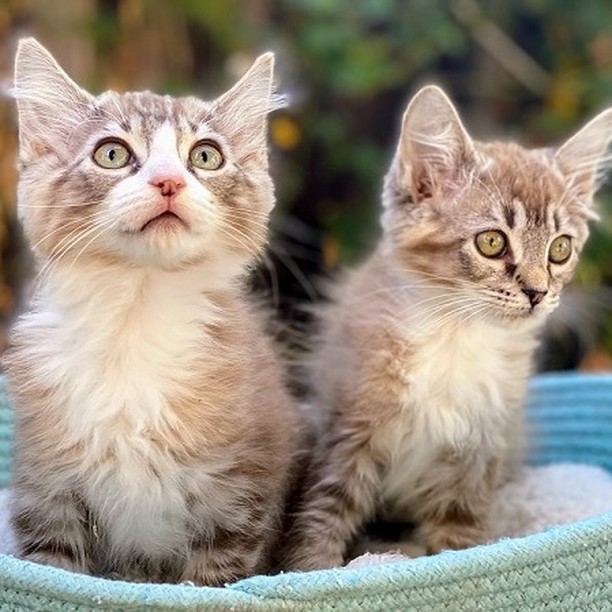 Good morning Bay Area - get your daily dose of sweet purrs and cuteness overload! ❤️ Mocha, Fudge, Paprika and Nutmeg are ready to meet their forever families 😻😻😻😻 

😻Paprika and 😻Nutmeg are two sweetest sisters who purr non-stop. They love belly rubs, people and each other deeply. 
👉https://angelsfurryfriends.org/paprika-and-nutmeg/

😻Fudge and 😻Mocha are curious and gentle brother and sister. Their  personalities are as beautiful as their rare fluffy chocolate hair.
👉https://angelsfurryfriends.org/fudge-and-mocha/

They are spayed/neutered, micro-chipped, vaccinated to age and litter-box trained, can be FIV/FeLV tested upon request. 

If you would like these kittens to become a part of your family please familiarize yourself with our Adoption Process https://angelsfurryfriends.org/adoption-process/
and fill out 🐾Adoption application🐾  to schedule meet and greet https://angelsfurryfriends.org/adoption-application-cats/

❤️THANK YOU!❤️ to all our supporter and contributors 
✅ Want to help more kittens to find their forever homes? Your contribution will make an impact, whether you donate $5 or $500: 
👉 https://angelsfurryfriends.org/donate/
👉PayPal: donations@angelsfurryfriends.org
🐾 Check our website for adoptable animals: https://angelsfurryfriends.org
✅ Apply to become a foster https://angelsfurryfriends.org/foster-application/
✅ Our furry friends will be super happy if you can contribute to our AMAZON wish list: https://www.amazon.com/hz/wishlist/ls/20Z238E5G16UH
✅ Find us on AMAZON SMILE
✅ Angel’s Furry Friends is a Non-Profit 501(3) organization. Your Donations are Tax deductible. Many employers will double your donation (check whether they have gift-matching program) 

<a target='_blank' href='https://www.instagram.com/explore/tags/adoptdontshop/'>#adoptdontshop</a> <a target='_blank' href='https://www.instagram.com/explore/tags/animalrescue/'>#animalrescue</a> <a target='_blank' href='https://www.instagram.com/explore/tags/animalhelp/'>#animalhelp</a> <a target='_blank' href='https://www.instagram.com/explore/tags/doglove/'>#doglove</a> <a target='_blank' href='https://www.instagram.com/explore/tags/catlove/'>#catlove</a> <a target='_blank' href='https://www.instagram.com/explore/tags/dogrescue/'>#dogrescue</a> <a target='_blank' href='https://www.instagram.com/explore/tags/catrescue/'>#catrescue</a> <a target='_blank' href='https://www.instagram.com/explore/tags/streetcats/'>#streetcats</a> <a target='_blank' href='https://www.instagram.com/explore/tags/angelsfurryfriends/'>#angelsfurryfriends</a> <a target='_blank' href='https://www.instagram.com/explore/tags/savealife/'>#savealife</a> <a target='_blank' href='https://www.instagram.com/explore/tags/bekind/'>#bekind</a> <a target='_blank' href='https://www.instagram.com/explore/tags/catsforadoption/'>#catsforadoption</a> <a target='_blank' href='https://www.instagram.com/explore/tags/dogsforadoption/'>#dogsforadoption</a> <a target='_blank' href='https://www.instagram.com/explore/tags/animalwelfare/'>#animalwelfare</a>  <a target='_blank' href='https://www.instagram.com/explore/tags/rescuecat/'>#rescuecat</a> <a target='_blank' href='https://www.instagram.com/explore/tags/rescuedismyfavoritebreed/'>#rescuedismyfavoritebreed</a> <a target='_blank' href='https://www.instagram.com/explore/tags/lifeanimalrescue/'>#lifeanimalrescue</a> <a target='_blank' href='https://www.instagram.com/explore/tags/animalrescuer/'>#animalrescuer</a> <a target='_blank' href='https://www.instagram.com/explore/tags/Mocha/'>#Mocha</a>  <a target='_blank' href='https://www.instagram.com/explore/tags/Fudge/'>#Fudge</a> <a target='_blank' href='https://www.instagram.com/explore/tags/Paprika/'>#Paprika</a> <a target='_blank' href='https://www.instagram.com/explore/tags/Nutmeg/'>#Nutmeg</a> <a target='_blank' href='https://www.instagram.com/explore/tags/kittensforadoption/'>#kittensforadoption</a> <a target='_blank' href='https://www.instagram.com/explore/tags/adoptme/'>#adoptme</a>