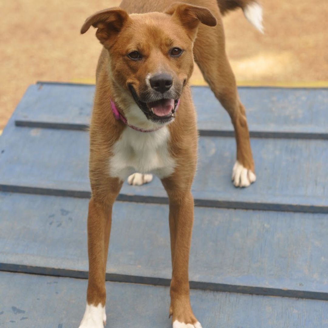 Meet Myra! Myra is a 1 year old retriever mix looking for a home with adults only. Myra loves people, walks, cuddles and to talk. Myra also enjoys playing with other dogs who can match her play style. Due to Myra's love for talking, she would do best in a townhouse or single family home. Myra does show some resource guarding with food towards other dogs, so she will need a household that can manage this. Myra does enjoy the outdoors but if she sees squirrels, she will try to chase them. However, if you have a yard, we think Myra would be great at keeping it squirrel free!

Myra would love a furever home, but a foster would be great too.
Contact adoptioncenter@homewardtrails.org if Myra seems like the girl for you. <a target='_blank' href='https://www.instagram.com/explore/tags/adoptdontshop/'>#adoptdontshop</a> <a target='_blank' href='https://www.instagram.com/explore/tags/homewardtrails/'>#homewardtrails</a> <a target='_blank' href='https://www.instagram.com/explore/tags/catsofinstagram/'>#catsofinstagram</a> <a target='_blank' href='https://www.instagram.com/explore/tags/dogsofinsta/'>#dogsofinsta</a> <a target='_blank' href='https://www.instagram.com/explore/tags/adoptionevent/'>#adoptionevent</a> <a target='_blank' href='https://www.instagram.com/explore/tags/cleartheshelters/'>#cleartheshelters</a> <a target='_blank' href='https://www.instagram.com/explore/tags/dogsofinstagram/'>#dogsofinstagram</a> <a target='_blank' href='https://www.instagram.com/explore/tags/catsofinsta/'>#catsofinsta</a> <a target='_blank' href='https://www.instagram.com/explore/tags/animalrescue/'>#animalrescue</a> <a target='_blank' href='https://www.instagram.com/explore/tags/rescuedog/'>#rescuedog</a> <a target='_blank' href='https://www.instagram.com/explore/tags/dogsofinstagram/'>#dogsofinstagram</a> <a target='_blank' href='https://www.instagram.com/explore/tags/rescuedogsofinstagram/'>#rescuedogsofinstagram</a> <a target='_blank' href='https://www.instagram.com/explore/tags/dog/'>#dog</a> <a target='_blank' href='https://www.instagram.com/explore/tags/dogs/'>#dogs</a> <a target='_blank' href='https://www.instagram.com/explore/tags/dogstagram/'>#dogstagram</a> <a target='_blank' href='https://www.instagram.com/explore/tags/rescue/'>#rescue</a> <a target='_blank' href='https://www.instagram.com/explore/tags/instadog/'>#instadog</a> <a target='_blank' href='https://www.instagram.com/explore/tags/dogoftheday/'>#dogoftheday</a>  <a target='_blank' href='https://www.instagram.com/explore/tags/doglife/'>#doglife</a> <a target='_blank' href='https://www.instagram.com/explore/tags/doglover/'>#doglover</a> <a target='_blank' href='https://www.instagram.com/explore/tags/rescuedismyfavoritebreed/'>#rescuedismyfavoritebreed</a> <a target='_blank' href='https://www.instagram.com/explore/tags/doglovers/'>#doglovers</a> <a target='_blank' href='https://www.instagram.com/explore/tags/dogsofinsta/'>#dogsofinsta</a> <a target='_blank' href='https://www.instagram.com/explore/tags/doggo/'>#doggo</a> <a target='_blank' href='https://www.instagram.com/explore/tags/rescuedogs/'>#rescuedogs</a> <a target='_blank' href='https://www.instagram.com/explore/tags/muttsofinstagram/'>#muttsofinstagram</a> <a target='_blank' href='https://www.instagram.com/explore/tags/puppiesofinstagram/'>#puppiesofinstagram</a> <a target='_blank' href='https://www.instagram.com/explore/tags/ilovemydog/'>#ilovemydog</a> <a target='_blank' href='https://www.instagram.com/explore/tags/dogsofig/'>#dogsofig</a>