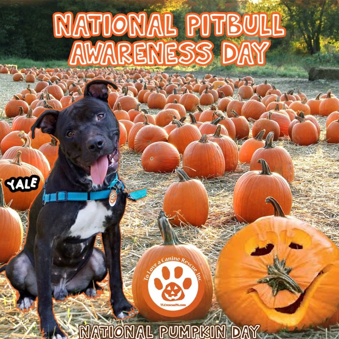 NATIONAL PITBULL AWARENESS DAY 🐶

October 26, 2021

This is a day dedicated to those who own a pitbull and to educate others about these lovable dogs ❤️

It is also NATIONAL PUMPKIN DAY 🎃

Such a cute pair...Our little pumpkin sitting in a patch of pumpkins! 😍

Learn more about Yale (he really is perfect) at:
www.TLCrescuePA.com/available-dogs

<a target='_blank' href='https://www.instagram.com/explore/tags/nationalpitbullawarenessday/'>#nationalpitbullawarenessday</a> <a target='_blank' href='https://www.instagram.com/explore/tags/NationalPumpkinDay/'>#NationalPumpkinDay</a> <a target='_blank' href='https://www.instagram.com/explore/tags/adoptdontshop/'>#adoptdontshop</a>