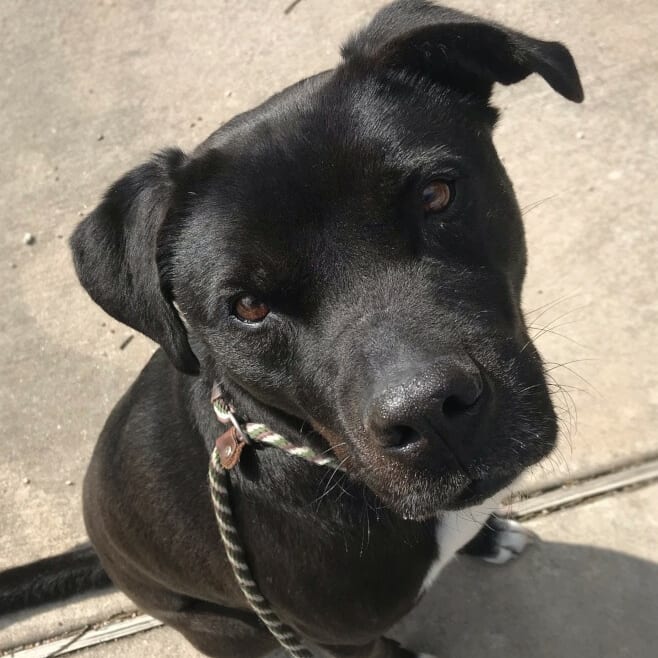 💙💙 It's snuggle season. Who else would you rather spend it with than Waylon, the seal pup, himself!?
.
Waylon is a ~3 year old Labrador Retriever Mix that enjoys spending time with his person! He loves rough play and getting good exercise like running, wrestling, tug, and chasing a frisbee...even if he might not bring it back. He can be mouthy and enjoys playing very physically. Waylon is smart and can pick up on tricks very fast; He knows paw, bring, sit, down, place, heel, here, and has manners when greeting others with or without a dog. His favorite toy is a rope tug and favorite treat is freeze dried green tripe. Waylon is looking for someone that can match his energy and rough play and so, he would do best in a home without small pets or children. 
.
➡️➡️ Submit an application to adopt or foster using the link in our bio!⬅️⬅️
.
Please like, share, and tag your friends in order to help us find a family for him!
.
<a target='_blank' href='https://www.instagram.com/explore/tags/texomadogranch/'>#texomadogranch</a> <a target='_blank' href='https://www.instagram.com/explore/tags/rescues/'>#rescues</a> <a target='_blank' href='https://www.instagram.com/explore/tags/texas/'>#texas</a> <a target='_blank' href='https://www.instagram.com/explore/tags/Adoption/'>#Adoption</a> <a target='_blank' href='https://www.instagram.com/explore/tags/rescuedogs/'>#rescuedogs</a> <a target='_blank' href='https://www.instagram.com/explore/tags/waylon/'>#waylon</a> <a target='_blank' href='https://www.instagram.com/explore/tags/sealpup/'>#sealpup</a> <a target='_blank' href='https://www.instagram.com/explore/tags/blackdog/'>#blackdog</a> <a target='_blank' href='https://www.instagram.com/explore/tags/cutie/'>#cutie</a> <a target='_blank' href='https://www.instagram.com/explore/tags/denison/'>#denison</a> <a target='_blank' href='https://www.instagram.com/explore/tags/denisontx/'>#denisontx</a> <a target='_blank' href='https://www.instagram.com/explore/tags/shermantx/'>#shermantx</a> <a target='_blank' href='https://www.instagram.com/explore/tags/sherman/'>#sherman</a> <a target='_blank' href='https://www.instagram.com/explore/tags/Grayson/'>#Grayson</a> <a target='_blank' href='https://www.instagram.com/explore/tags/graysoncounty/'>#graysoncounty</a> <a target='_blank' href='https://www.instagram.com/explore/tags/fosteradog/'>#fosteradog</a> <a target='_blank' href='https://www.instagram.com/explore/tags/adoptthisdog/'>#adoptthisdog</a> <a target='_blank' href='https://www.instagram.com/explore/tags/adoptadog/'>#adoptadog</a> <a target='_blank' href='https://www.instagram.com/explore/tags/adoptdontshop/'>#adoptdontshop</a> <a target='_blank' href='https://www.instagram.com/explore/tags/moodbuster/'>#moodbuster</a> <a target='_blank' href='https://www.instagram.com/explore/tags/petsarefamily/'>#petsarefamily</a> <a target='_blank' href='https://www.instagram.com/explore/tags/wagbarkadopt/'>#wagbarkadopt</a> <a target='_blank' href='https://www.instagram.com/explore/tags/doggolove/'>#doggolove</a> <a target='_blank' href='https://www.instagram.com/explore/tags/behumane/'>#behumane</a> <a target='_blank' href='https://www.instagram.com/explore/tags/muttsofinstagram/'>#muttsofinstagram</a> <a target='_blank' href='https://www.instagram.com/explore/tags/rescuepupsofinstagram/'>#rescuepupsofinstagram</a>