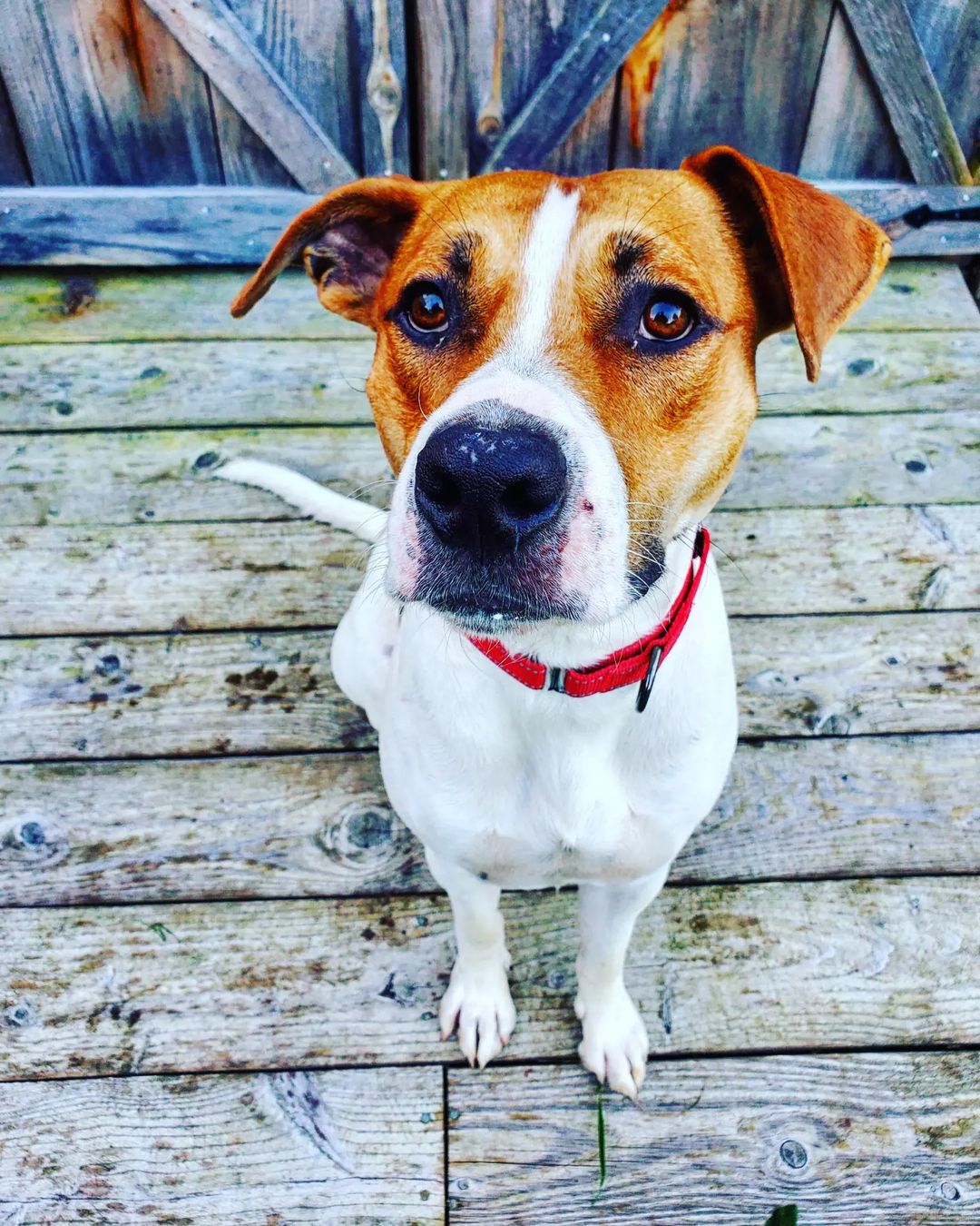 Meet our newest adoptable, Duke! 

This guy is maybe 2 years old, we think a little bit boxer, a little bit hound but 100% adorable 💙

Duke will be officially dog tested in the near future and can also be cat tested. He seems to enjoy all humans and may be ok with kids of all ages.

Would you like to come meet Duke and see if he is the pup for you? Submit an application and we would be happy to arrange that 💜