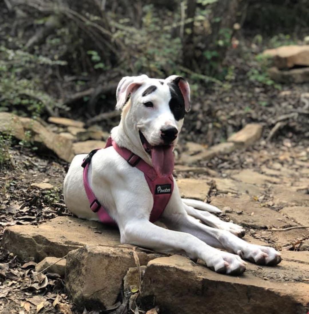 Mattie is a hiker/trail boss!  Loves outdoors,walks,and free play with other dogs. What a great girl. She’s about 7 months old and should weigh about 45 pounds when she fills out.  She was very thin when rescued and cherishes her food so Mattie does prefer to dine alone and not with other furry friends. Submit an adoption application at codysfriendsrescue.org <a target='_blank' href='https://www.instagram.com/explore/tags/adoptnotshop/'>#adoptnotshop</a> <a target='_blank' href='https://www.instagram.com/explore/tags/photogenic/'>#photogenic</a> <a target='_blank' href='https://www.instagram.com/explore/tags/pottytrained/'>#pottytrained</a> <a target='_blank' href='https://www.instagram.com/explore/tags/cratetrained/'>#cratetrained</a>