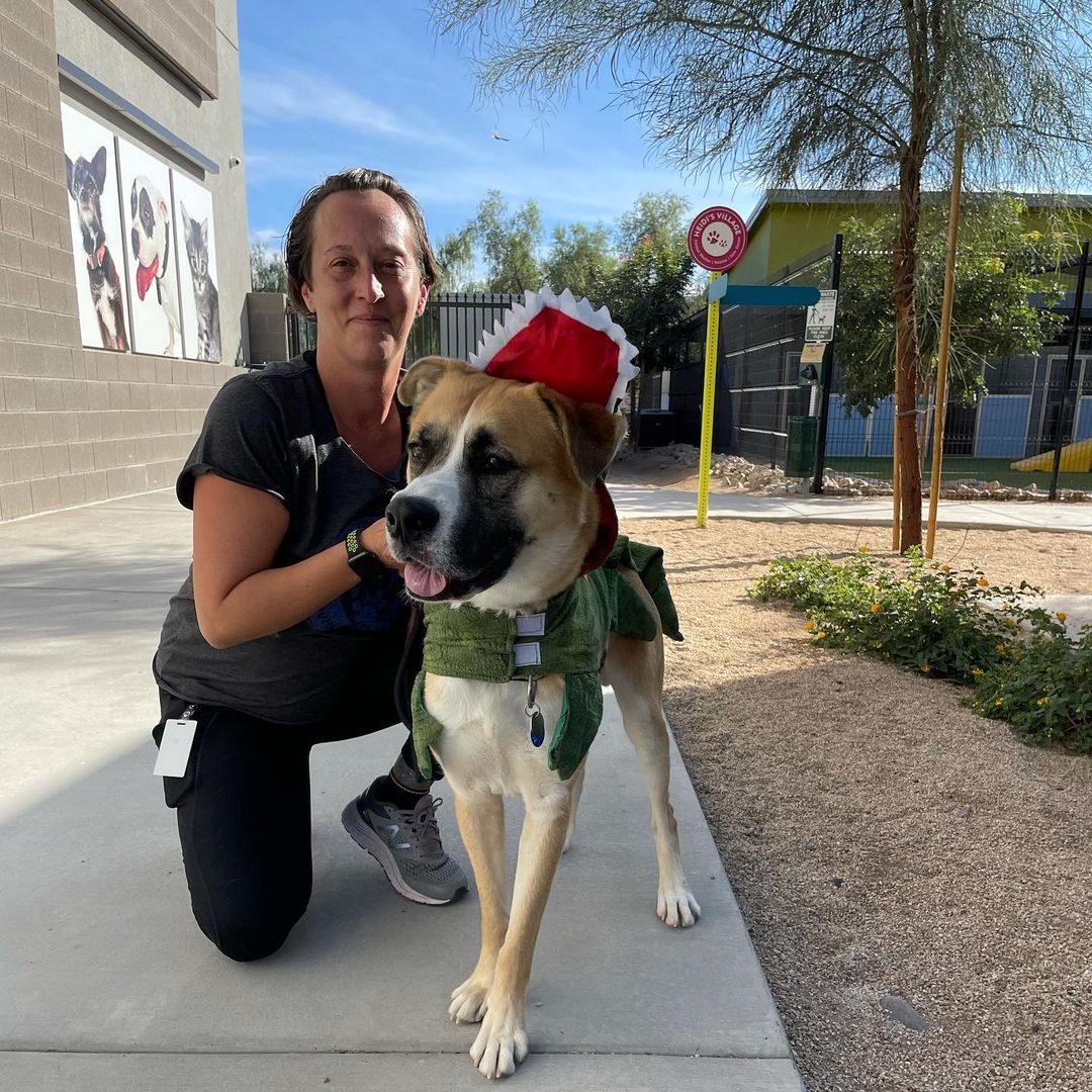 Our little Alligator showing off his costume at @heidisvillage <a target='_blank' href='https://www.instagram.com/explore/tags/FallFestival/'>#FallFestival</a>🍁🐊🐶 Martini is still available for adoption! Dog-social, playful little Angel. Come meet him this week! 

<a target='_blank' href='https://www.instagram.com/explore/tags/adoptANM/'>#adoptANM</a> ⬇️
https://www.shelterluv.com/matchme/adopt/ANM/Dog