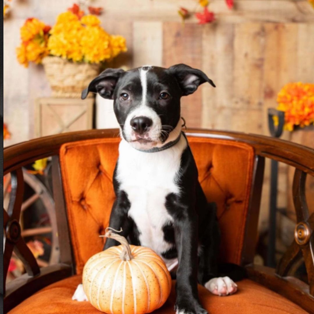 Meet Baja

Hi! My name is Baja, and I am one of eight in the “fancy B” litter! We came to MVPC around 6 weeks old and have learned life is 1000% awesome! Who knows what we are mixed with, but we are all black and white, some are fuzzy, some have short legs…MVPC had to make an educated guess, but just know, we are simply adorable mutts. I am adorable, happy and smart. Want to go on adventures? I am your pup. I am ready to be a permanent member of a happy, fun family!! 

Please understand that while I am doing well on potty and crate training, I will have accidents and may whine some as I adjust to my new schedule and family.  <a target='_blank' href='https://www.instagram.com/explore/tags/miamivalleypitcrew/'>#miamivalleypitcrew</a> <a target='_blank' href='https://www.instagram.com/explore/tags/dog/'>#dog</a> <a target='_blank' href='https://www.instagram.com/explore/tags/dogsofinstagram/'>#dogsofinstagram</a> <a target='_blank' href='https://www.instagram.com/explore/tags/dogs/'>#dogs</a> <a target='_blank' href='https://www.instagram.com/explore/tags/dogmom/'>#dogmom</a> <a target='_blank' href='https://www.instagram.com/explore/tags/doglover/'>#doglover</a> <a target='_blank' href='https://www.instagram.com/explore/tags/doglife/'>#doglife</a> <a target='_blank' href='https://www.instagram.com/explore/tags/doglovers/'>#doglovers</a> <a target='_blank' href='https://www.instagram.com/explore/tags/dogoftheday/'>#dogoftheday</a> <a target='_blank' href='https://www.instagram.com/explore/tags/dogslife/'>#dogslife</a> <a target='_blank' href='https://www.instagram.com/explore/tags/puppiesofinstagram/'>#puppiesofinstagram</a> <a target='_blank' href='https://www.instagram.com/explore/tags/puppy/'>#puppy</a> <a target='_blank' href='https://www.instagram.com/explore/tags/puppylove/'>#puppylove</a> <a target='_blank' href='https://www.instagram.com/explore/tags/puppies/'>#puppies</a> <a target='_blank' href='https://www.instagram.com/explore/tags/puppygram/'>#puppygram</a> <a target='_blank' href='https://www.instagram.com/explore/tags/adorable/'>#adorable</a> <a target='_blank' href='https://www.instagram.com/explore/tags/adorablepuppy/'>#adorablepuppy</a> <a target='_blank' href='https://www.instagram.com/explore/tags/adoptables/'>#adoptables</a> <a target='_blank' href='https://www.instagram.com/explore/tags/adopt/'>#adopt</a> <a target='_blank' href='https://www.instagram.com/explore/tags/adoptme/'>#adoptme</a> <a target='_blank' href='https://www.instagram.com/explore/tags/halloween/'>#halloween</a>