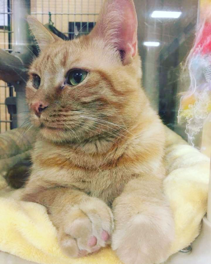 Our sweet boy, Beylix, is living in the adoption center in the Petsmart in the Tustin Marketplace. Here he is with his paws smooshed up against the glass (one up and one down) while he people watches. Come by and say HI! We will be having adoptions this Saturday and Sunday from 2-5pm.