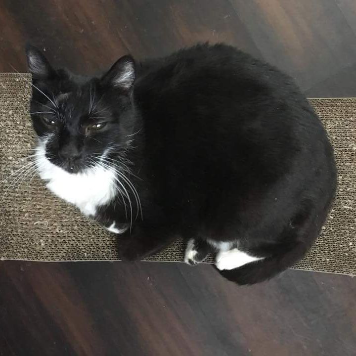 A huge THANK YOU to the person or people who donated the large scratcher, large litter box and litter. Foster Moonpie, aka Mr Moonie, aka Mr Big says they fit him just right! Thank you!! <a target='_blank' href='https://www.instagram.com/explore/tags/thankyou/'>#thankyou</a> <a target='_blank' href='https://www.instagram.com/explore/tags/rescue/'>#rescue</a> <a target='_blank' href='https://www.instagram.com/explore/tags/dontshopadopt/'>#dontshopadopt</a> <a target='_blank' href='https://www.instagram.com/explore/tags/donations/'>#donations</a>