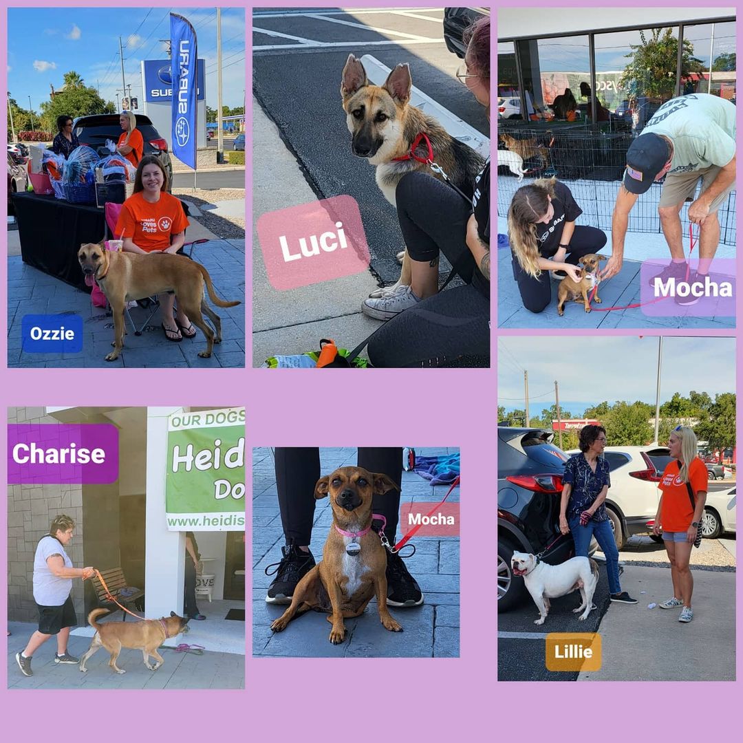 Thank you to everyone that came out today to see The all of the adoptables with Heidi's Legacy. Thank you to all the foster parents & volunteers for coming out to the event.  Looking forward to many more successful events.

Thank you @subaru_usa @subarusouthtampa for having us and supporting rescue dogs & cats.

Shout out to @urbantailzretreattampa
Thanks for all you do for the pups!!! 💜 🐶 

<a target='_blank' href='https://www.instagram.com/explore/tags/subaruLovesPets/'>#subaruLovesPets</a> <a target='_blank' href='https://www.instagram.com/explore/tags/subaru/'>#subaru</a> <a target='_blank' href='https://www.instagram.com/explore/tags/subaruadoptionevent/'>#subaruadoptionevent</a> <a target='_blank' href='https://www.instagram.com/explore/tags/fosteringsaveslives/'>#fosteringsaveslives</a>❤️🐶 <a target='_blank' href='https://www.instagram.com/explore/tags/fosteringisfun/'>#fosteringisfun</a> <a target='_blank' href='https://www.instagram.com/explore/tags/adoptionevent/'>#adoptionevent</a> <a target='_blank' href='https://www.instagram.com/explore/tags/adoptdontshop/'>#adoptdontshop</a> <a target='_blank' href='https://www.instagram.com/explore/tags/rescuedog/'>#rescuedog</a> <a target='_blank' href='https://www.instagram.com/explore/tags/rescuedogsofinstagram/'>#rescuedogsofinstagram</a> <a target='_blank' href='https://www.instagram.com/explore/tags/dogrescue/'>#dogrescue</a> <a target='_blank' href='https://www.instagram.com/explore/tags/rescuedismyfavoritebreed/'>#rescuedismyfavoritebreed</a> <a target='_blank' href='https://www.instagram.com/explore/tags/rescuelife/'>#rescuelife</a>