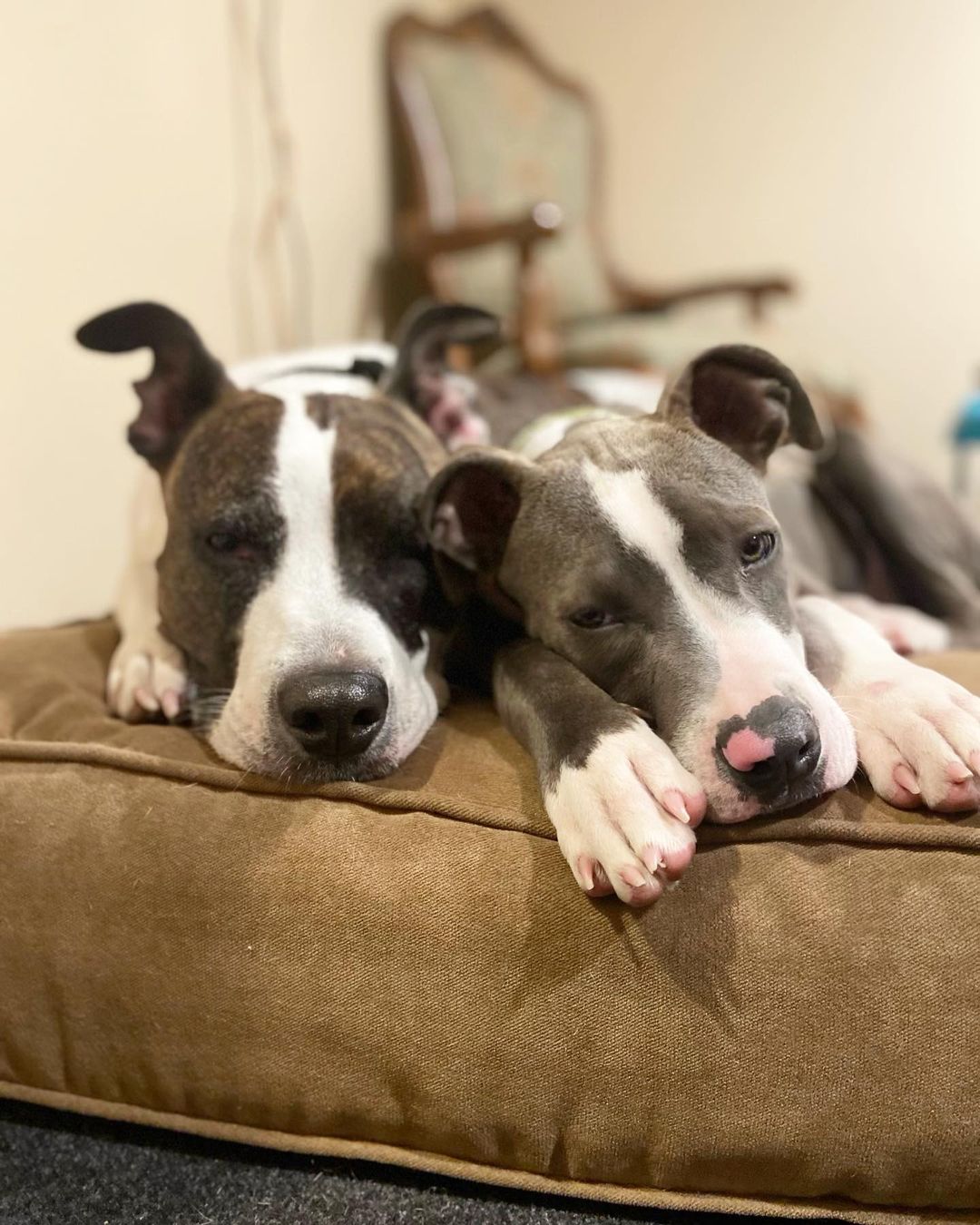 Bernie now Abe is home! This sweet, adorable and sassy boy hit the jackpot with his dog walker mom, Jen, and sweet pittie sister, Sky! After being part of a large law enforcement case in which he was 1 of 20 pups rescued by @arlboston, he was fostered by Jacqui and Kevin & Alexa. He’ll be getting daily hikes & adventures with his new mom and we can’t wait to see the breed ambassador he grows into 💙