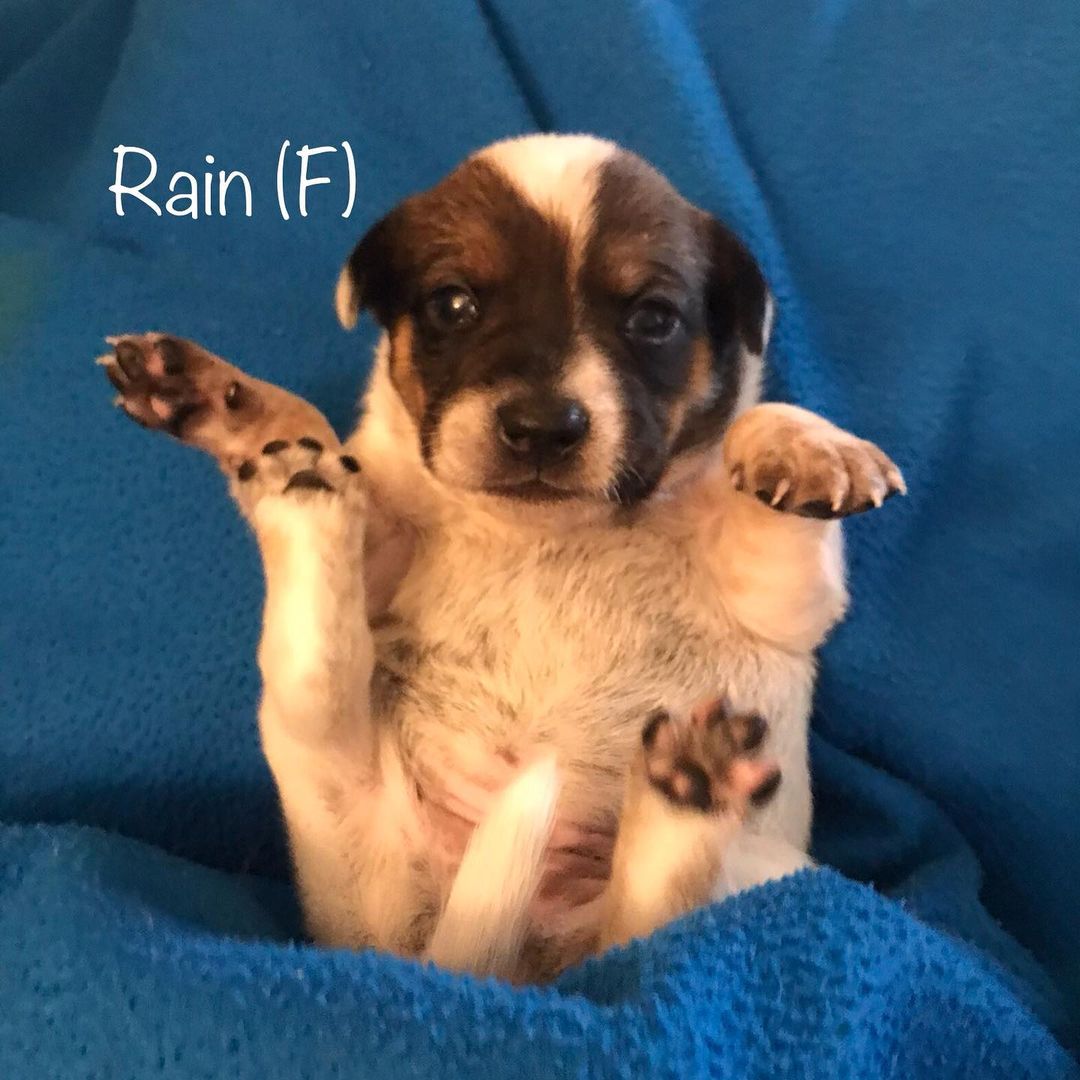 Our “All things Fall” Puppies are 18 days old. Their eyes are open and they are starting to become mobile. Thank goodness for amazing foster families that are ready to take on the crazy task of raising 10 puppies! Watch for these <a target='_blank' href='https://www.instagram.com/explore/tags/terriermix/'>#terriermix</a> pups to be available in about 6 weeks. <a target='_blank' href='https://www.instagram.com/explore/tags/jakeswishdogrescue/'>#jakeswishdogrescue</a> <a target='_blank' href='https://www.instagram.com/explore/tags/fosteringsaveslives/'>#fosteringsaveslives</a> <a target='_blank' href='https://www.instagram.com/explore/tags/adoptdontshop/'>#adoptdontshop</a>