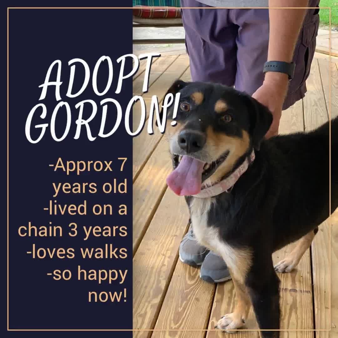 Forever family wanted for Gordon! Out guess is he is a Beauceron/hound mix. We rescued Gordon from a backyard in South Texas with his brother where they were both chained for the last 3 years. They were miserable and defeated. Now they are completely different dogs and so happy! 

Looking for a family with another sweet dog who can show him lots of love and affection, walk him and take him new places, and make him part of the family. If you can take his brother Scooby too that would be fantastic! they can also go separate as they both seem to be doing well in their foster homes. 

ATXcatsdogs@gmail.com to adopt Gordon! 

We are still seeking donations to help us with his vet bills and care. Please make sure you indicate it’s for Gordon! Thank you so much for helping if you can. $5-$10- Any amount helps! THANK YOU! 

Venmo: @austincatsanddogsrescue
PayPal: austincatsanddogsrescue@gmail.com 

🐾
🐾
🐾
🐾
🐾
<a target='_blank' href='https://www.instagram.com/explore/tags/austin/'>#austin</a> <a target='_blank' href='https://www.instagram.com/explore/tags/austintx/'>#austintx</a> <a target='_blank' href='https://www.instagram.com/explore/tags/austintexas/'>#austintexas</a> <a target='_blank' href='https://www.instagram.com/explore/tags/texas/'>#texas</a> <a target='_blank' href='https://www.instagram.com/explore/tags/utaustin/'>#utaustin</a> <a target='_blank' href='https://www.instagram.com/explore/tags/atx/'>#atx</a> <a target='_blank' href='https://www.instagram.com/explore/tags/atxlife/'>#atxlife</a> <a target='_blank' href='https://www.instagram.com/explore/tags/downtownatx/'>#downtownatx</a> <a target='_blank' href='https://www.instagram.com/explore/tags/austincitylimits/'>#austincitylimits</a> <a target='_blank' href='https://www.instagram.com/explore/tags/nyc/'>#nyc</a> <a target='_blank' href='https://www.instagram.com/explore/tags/nashville/'>#nashville</a> <a target='_blank' href='https://www.instagram.com/explore/tags/washingtondc/'>#washingtondc</a> <a target='_blank' href='https://www.instagram.com/explore/tags/georgetown/'>#georgetown</a> <a target='_blank' href='https://www.instagram.com/explore/tags/nyc/'>#nyc</a> <a target='_blank' href='https://www.instagram.com/explore/tags/nashville/'>#nashville</a> <a target='_blank' href='https://www.instagram.com/explore/tags/zilkerpark/'>#zilkerpark</a> <a target='_blank' href='https://www.instagram.com/explore/tags/austinvegan/'>#austinvegan</a> <a target='_blank' href='https://www.instagram.com/explore/tags/austin360/'>#austin360</a>