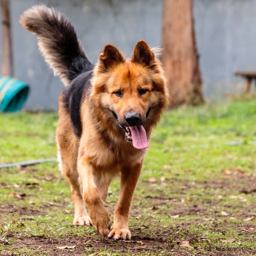 Jiggy, Royal, Akiles, Spot, Sasha, Phoebe, Amos, Sonny, and Skeeter are just a few of our adoptable dogs you can meet during open adoption hours today, Saturday from 12-3pm. 

Vela, Simon, and Fender who we have featured in previous posts, and have their adoption fees wavied, are also going to be here! 

You can also adopt cats, rabbits, guinea pigs, pigeons, and a pig! Check out the Adoptable Pets link in our bio to see them all.

<a target='_blank' href='https://www.instagram.com/explore/tags/adopt/'>#adopt</a> <a target='_blank' href='https://www.instagram.com/explore/tags/adoption/'>#adoption</a> <a target='_blank' href='https://www.instagram.com/explore/tags/adoptdontshop/'>#adoptdontshop</a>  <a target='_blank' href='https://www.instagram.com/explore/tags/shelterdogs/'>#shelterdogs</a> <a target='_blank' href='https://www.instagram.com/explore/tags/adoptashelterdog/'>#adoptashelterdog</a> <a target='_blank' href='https://www.instagram.com/explore/tags/adoptashelterpet/'>#adoptashelterpet</a> <a target='_blank' href='https://www.instagram.com/explore/tags/weeklyfluff/'>#weeklyfluff</a> <a target='_blank' href='https://www.instagram.com/explore/tags/pibble/'>#pibble</a> <a target='_blank' href='https://www.instagram.com/explore/tags/pibblesofinstagram/'>#pibblesofinstagram</a> <a target='_blank' href='https://www.instagram.com/explore/tags/pittie/'>#pittie</a> <a target='_blank' href='https://www.instagram.com/explore/tags/pittielove/'>#pittielove</a> <a target='_blank' href='https://www.instagram.com/explore/tags/puppies/'>#puppies</a> <a target='_blank' href='https://www.instagram.com/explore/tags/germanshepherd/'>#germanshepherd</a> <a target='_blank' href='https://www.instagram.com/explore/tags/doberman/'>#doberman</a> <a target='_blank' href='https://www.instagram.com/explore/tags/shepherd/'>#shepherd</a> <a target='_blank' href='https://www.instagram.com/explore/tags/fosteringsaveslives/'>#fosteringsaveslives</a> <a target='_blank' href='https://www.instagram.com/explore/tags/adoptaseniordog/'>#adoptaseniordog</a> <a target='_blank' href='https://www.instagram.com/explore/tags/bayareapets/'>#bayareapets</a> <a target='_blank' href='https://www.instagram.com/explore/tags/eastbay/'>#eastbay</a> <a target='_blank' href='https://www.instagram.com/explore/tags/oakland/'>#oakland</a> <a target='_blank' href='https://www.instagram.com/explore/tags/oaklandcalifornia/'>#oaklandcalifornia</a> <a target='_blank' href='https://www.instagram.com/explore/tags/adoptoakland/'>#adoptoakland</a> <a target='_blank' href='https://www.instagram.com/explore/tags/oaklanddogs/'>#oaklanddogs</a> <a target='_blank' href='https://www.instagram.com/explore/tags/oaklandanimalservices/'>#oaklandanimalservices</a>