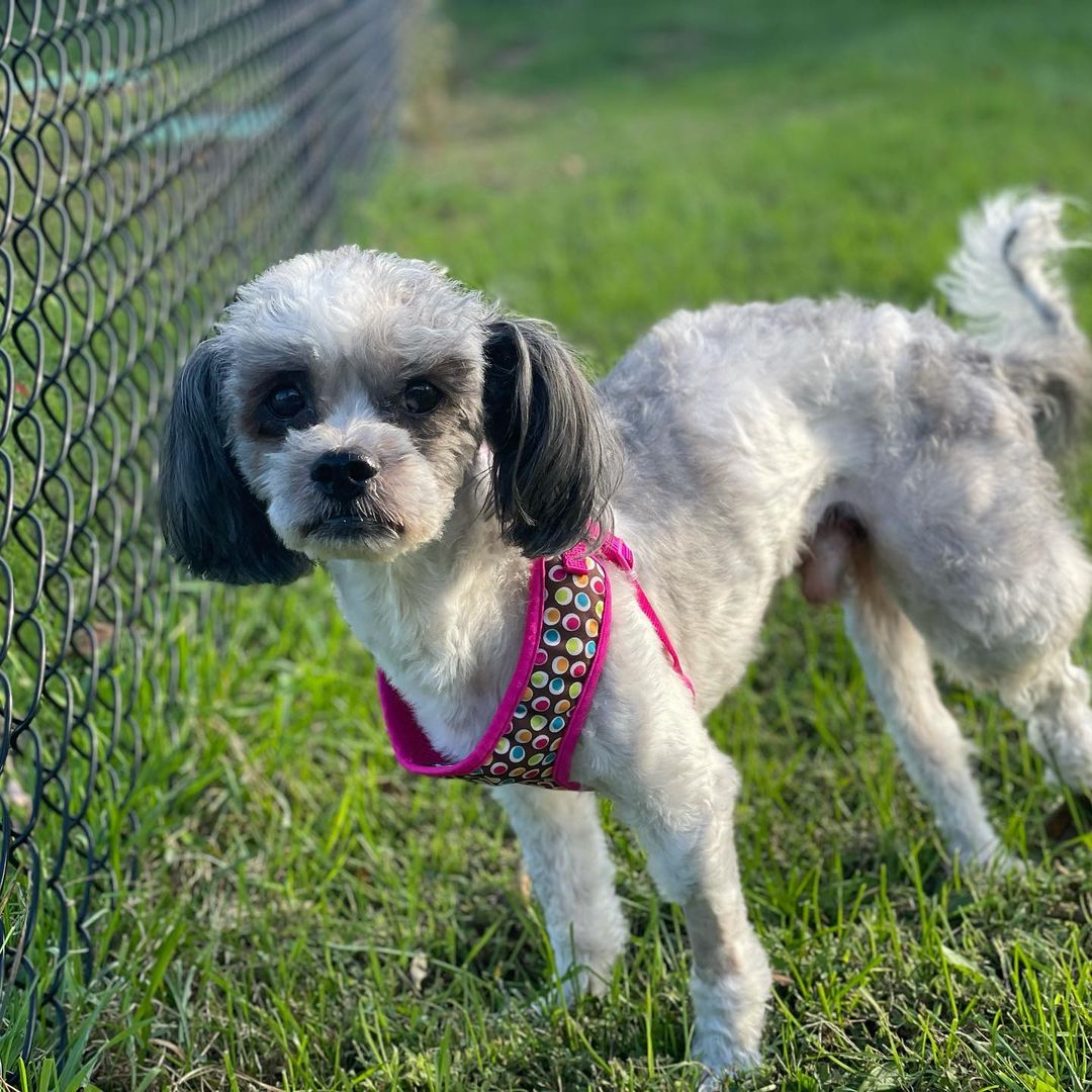 Oreo is one of two dogs who came to us this week from @ahsnewark. This super-sweet boy came into the shelter limping, emaciated and with a massive tumor on his hind leg. Despite all of this, all Oreo does is show love. His tail never stops wagging, and he loves every animal and human he meets. We are told that X-rays showed metastatic cancer in Oreo’s lungs, which would prevent him from having his leg amputated, but we will be seeking a second opinion, as this beautiful boy is such a pleasure, and seems so comfortable and happy. Oreo does have an upper-respiratory infection, but is so enjoying the attention and loving care he has been receiving at our Halfway Home House. We do not know how long we will have this perfect angel in our lives, but we do know this. Oreo will get every single thing he needs to live the happiest, healthiest life possible. No more worries, sweetest boy. You’re finally <a target='_blank' href='https://www.instagram.com/explore/tags/HalfwayHome/'>#HalfwayHome</a> and we adore you. ❤️🐾<a target='_blank' href='https://www.instagram.com/explore/tags/foster/'>#foster</a> <a target='_blank' href='https://www.instagram.com/explore/tags/fosterdog/'>#fosterdog</a> <a target='_blank' href='https://www.instagram.com/explore/tags/fospice/'>#fospice</a> <a target='_blank' href='https://www.instagram.com/explore/tags/unconditionallove/'>#unconditionallove</a> <a target='_blank' href='https://www.instagram.com/explore/tags/shihpoo/'>#shihpoo</a> <a target='_blank' href='https://www.instagram.com/explore/tags/shihtzu/'>#shihtzu</a> <a target='_blank' href='https://www.instagram.com/explore/tags/poodle/'>#poodle</a> <a target='_blank' href='https://www.instagram.com/explore/tags/shihtzupoodle/'>#shihtzupoodle</a> <a target='_blank' href='https://www.instagram.com/explore/tags/love/'>#love</a> <a target='_blank' href='https://www.instagram.com/explore/tags/saveshelterdogs/'>#saveshelterdogs</a> <a target='_blank' href='https://www.instagram.com/explore/tags/fosteringsaveslives/'>#fosteringsaveslives</a> <a target='_blank' href='https://www.instagram.com/explore/tags/fosterhome/'>#fosterhome</a> <a target='_blank' href='https://www.instagram.com/explore/tags/rescue/'>#rescue</a> <a target='_blank' href='https://www.instagram.com/explore/tags/rescuedog/'>#rescuedog</a> <a target='_blank' href='https://www.instagram.com/explore/tags/halfwayhomeanimalrescueteam/'>#halfwayhomeanimalrescueteam</a> <a target='_blank' href='https://www.instagram.com/explore/tags/savinglives/'>#savinglives</a> <a target='_blank' href='https://www.instagram.com/explore/tags/savingliveseveryday/'>#savingliveseveryday</a> <a target='_blank' href='https://www.instagram.com/explore/tags/beyondrescue/'>#beyondrescue</a> <a target='_blank' href='https://www.instagram.com/explore/tags/oreo/'>#oreo</a> ❤️🐾