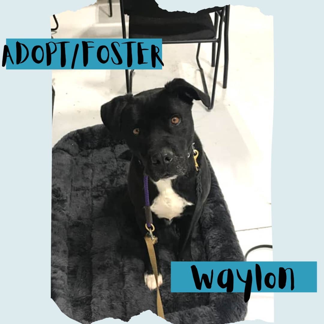 💙💙 It's snuggle season. Who else would you rather spend it with than Waylon, the seal pup, himself!?
.
Waylon is a ~3 year old Labrador Retriever Mix that enjoys spending time with his person! He loves rough play and getting good exercise like running, wrestling, tug, and chasing a frisbee...even if he might not bring it back. He can be mouthy and enjoys playing very physically. Waylon is smart and can pick up on tricks very fast; He knows paw, bring, sit, down, place, heel, here, and has manners when greeting others with or without a dog. His favorite toy is a rope tug and favorite treat is freeze dried green tripe. Waylon is looking for someone that can match his energy and rough play and so, he would do best in a home without small pets or children. 
.
➡️➡️ Submit an application to adopt or foster using the link in our bio!⬅️⬅️
.
Please like, share, and tag your friends in order to help us find a family for him!
.
<a target='_blank' href='https://www.instagram.com/explore/tags/texomadogranch/'>#texomadogranch</a> <a target='_blank' href='https://www.instagram.com/explore/tags/rescues/'>#rescues</a> <a target='_blank' href='https://www.instagram.com/explore/tags/texas/'>#texas</a> <a target='_blank' href='https://www.instagram.com/explore/tags/Adoption/'>#Adoption</a> <a target='_blank' href='https://www.instagram.com/explore/tags/rescuedogs/'>#rescuedogs</a> <a target='_blank' href='https://www.instagram.com/explore/tags/waylon/'>#waylon</a> <a target='_blank' href='https://www.instagram.com/explore/tags/sealpup/'>#sealpup</a> <a target='_blank' href='https://www.instagram.com/explore/tags/blackdog/'>#blackdog</a> <a target='_blank' href='https://www.instagram.com/explore/tags/cutie/'>#cutie</a> <a target='_blank' href='https://www.instagram.com/explore/tags/denison/'>#denison</a> <a target='_blank' href='https://www.instagram.com/explore/tags/denisontx/'>#denisontx</a> <a target='_blank' href='https://www.instagram.com/explore/tags/shermantx/'>#shermantx</a> <a target='_blank' href='https://www.instagram.com/explore/tags/sherman/'>#sherman</a> <a target='_blank' href='https://www.instagram.com/explore/tags/Grayson/'>#Grayson</a> <a target='_blank' href='https://www.instagram.com/explore/tags/graysoncounty/'>#graysoncounty</a> <a target='_blank' href='https://www.instagram.com/explore/tags/fosteradog/'>#fosteradog</a> <a target='_blank' href='https://www.instagram.com/explore/tags/adoptthisdog/'>#adoptthisdog</a> <a target='_blank' href='https://www.instagram.com/explore/tags/adoptadog/'>#adoptadog</a> <a target='_blank' href='https://www.instagram.com/explore/tags/adoptdontshop/'>#adoptdontshop</a> <a target='_blank' href='https://www.instagram.com/explore/tags/moodbuster/'>#moodbuster</a> <a target='_blank' href='https://www.instagram.com/explore/tags/petsarefamily/'>#petsarefamily</a> <a target='_blank' href='https://www.instagram.com/explore/tags/wagbarkadopt/'>#wagbarkadopt</a> <a target='_blank' href='https://www.instagram.com/explore/tags/doggolove/'>#doggolove</a> <a target='_blank' href='https://www.instagram.com/explore/tags/behumane/'>#behumane</a> <a target='_blank' href='https://www.instagram.com/explore/tags/muttsofinstagram/'>#muttsofinstagram</a> <a target='_blank' href='https://www.instagram.com/explore/tags/rescuepupsofinstagram/'>#rescuepupsofinstagram</a>