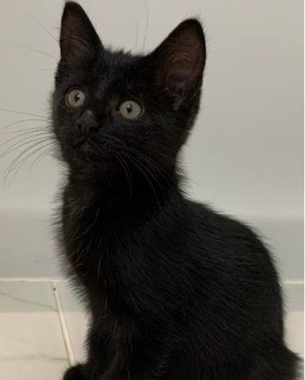 🖤Today on National Black Cat Day we celebrate those black, and black/white felines in our lives🖤 Did you know black cats are the least likely cats to be adopted? We know...OUTRAGEOUS!! 🙀 I mean look at how cute Marilyn is. This sweet playful girl was found as a stray and is ready for a furever home. Let's show Marilyn that black cats rule and fill out an application today! <a target='_blank' href='https://www.instagram.com/explore/tags/LAPkitten/'>#LAPkitten</a> <a target='_blank' href='https://www.instagram.com/explore/tags/blackcatday/'>#blackcatday</a> <a target='_blank' href='https://www.instagram.com/explore/tags/minipanther/'>#minipanther</a> <a target='_blank' href='https://www.instagram.com/explore/tags/nationalblackcatday/'>#nationalblackcatday</a> <a target='_blank' href='https://www.instagram.com/explore/tags/adoptablackcattoday/'>#adoptablackcattoday</a> 

We want to see pictures of the house panthers you are celebrating with today! 

Adopt Marilyn here. 🖤
https://www.laprescue.org/adoption-app-.html