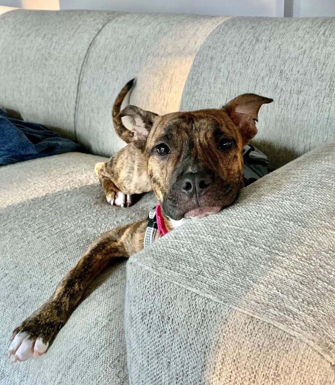 Meet Rory!!! This adorable little nugget with the gorgeous brindle coat just arrived over the weekend and is settling into her new foster home. She’s being fostered with WDR alum Jake and has lived with kitties too. She’s a very snuggly and affectionate pup who loves her humans but also enjoys the company of other animals. She loves to romp and play and would benefit from another established, confident dog in her new home.

Rory is still a young pup, around 8-9 months old, and is gaining more confidence every day with exposure to new things.  She has excellent house manners and is both housetrained and crate trained, is working on her leash skills, and is close to mastering the “sit” command.

Apply today on our website - link in bio. 

Breed: AmStaff/Bully mix
Age: 8 to 9 mos
Size: 35lbs
Other: Good with dogs, cats, kids