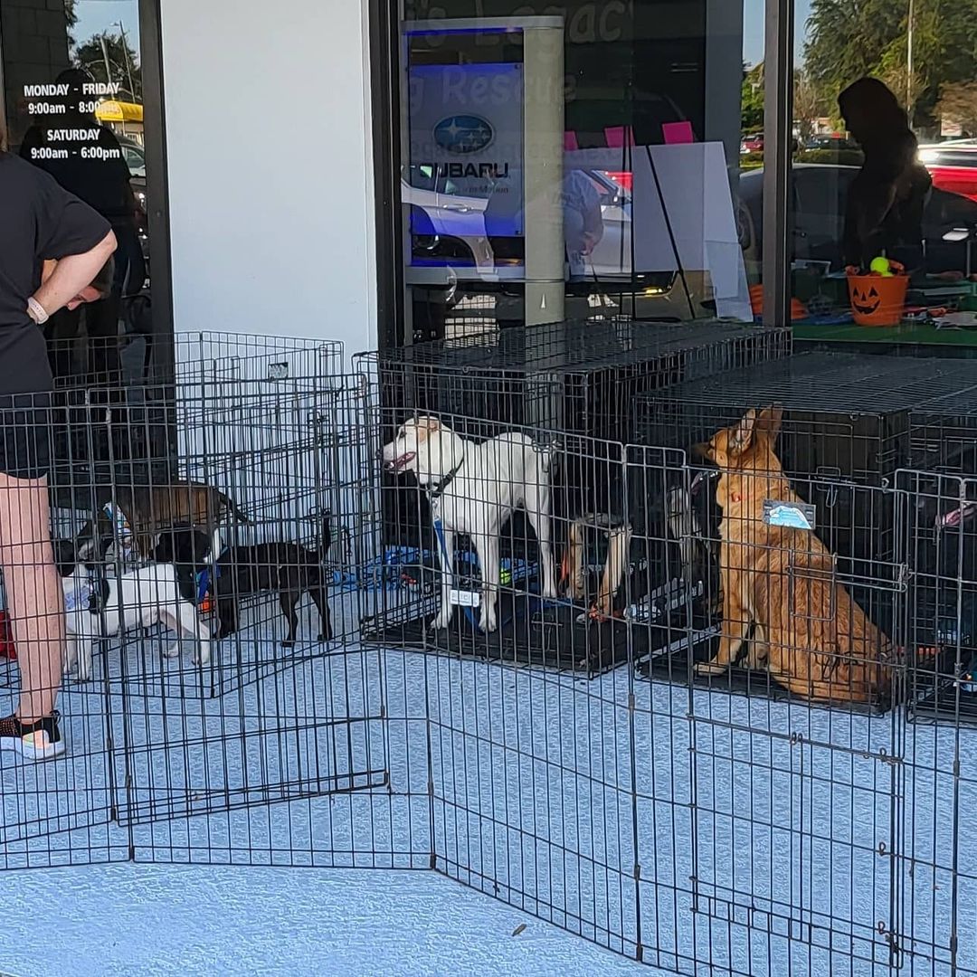 Thank you to everyone that came out today to see The all of the adoptables with Heidi's Legacy. Thank you to all the foster parents & volunteers for coming out to the event.  Looking forward to many more successful events.

Thank you @subaru_usa @subarusouthtampa for having us and supporting rescue dogs & cats.

Shout out to @urbantailzretreattampa
Thanks for all you do for the pups!!! 💜 🐶 

<a target='_blank' href='https://www.instagram.com/explore/tags/subaruLovesPets/'>#subaruLovesPets</a> <a target='_blank' href='https://www.instagram.com/explore/tags/subaru/'>#subaru</a> <a target='_blank' href='https://www.instagram.com/explore/tags/subaruadoptionevent/'>#subaruadoptionevent</a> <a target='_blank' href='https://www.instagram.com/explore/tags/fosteringsaveslives/'>#fosteringsaveslives</a>❤️🐶 <a target='_blank' href='https://www.instagram.com/explore/tags/fosteringisfun/'>#fosteringisfun</a> <a target='_blank' href='https://www.instagram.com/explore/tags/adoptionevent/'>#adoptionevent</a> <a target='_blank' href='https://www.instagram.com/explore/tags/adoptdontshop/'>#adoptdontshop</a> <a target='_blank' href='https://www.instagram.com/explore/tags/rescuedog/'>#rescuedog</a> <a target='_blank' href='https://www.instagram.com/explore/tags/rescuedogsofinstagram/'>#rescuedogsofinstagram</a> <a target='_blank' href='https://www.instagram.com/explore/tags/dogrescue/'>#dogrescue</a> <a target='_blank' href='https://www.instagram.com/explore/tags/rescuedismyfavoritebreed/'>#rescuedismyfavoritebreed</a> <a target='_blank' href='https://www.instagram.com/explore/tags/rescuelife/'>#rescuelife</a>