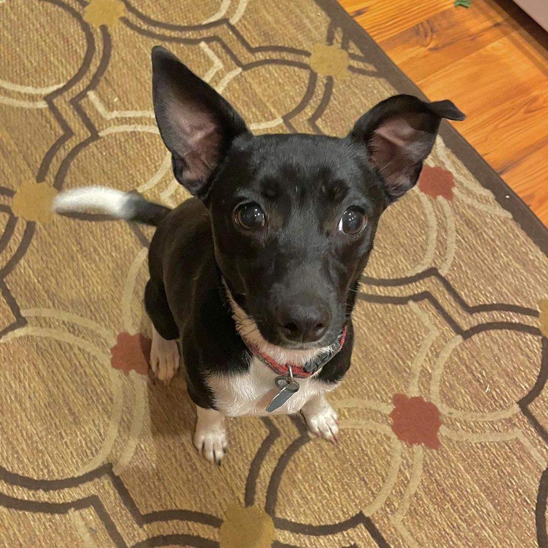 🌟New rescue!🌟 Meet Milkshake🐶 She is a 9 month old, 15 pound mixed breed pup who started her life as a stray and is now looking for a home to call her own❤️ she is spayed and up to date on all vaccines, gets along with everyone she meets and is such a quirky, fun little pup!!! 
Apply to adopt Milkshake through the link in the bio!