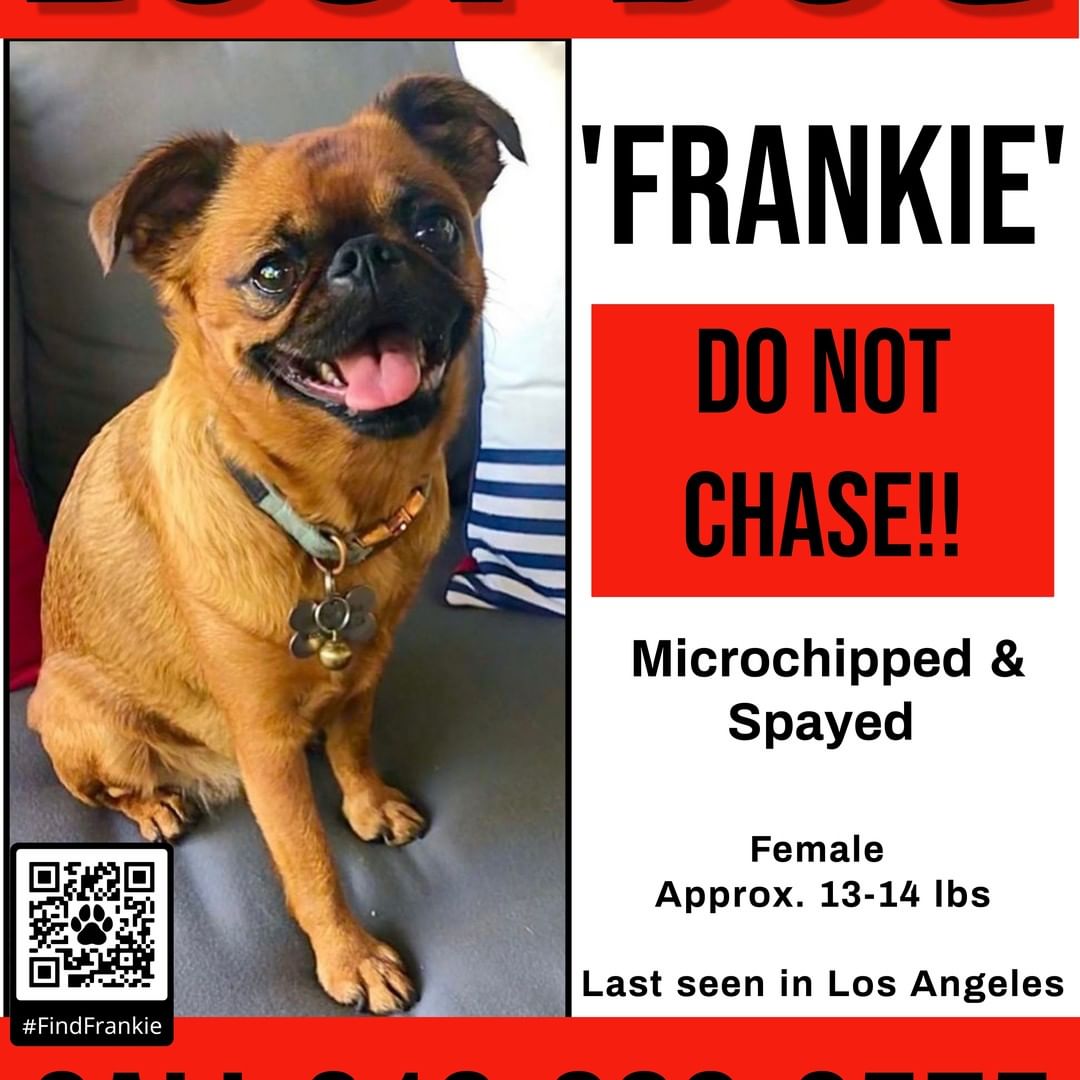 MISSING DOG - LOS ANGELES

Please keep an eye out for Frankie, a 5 year old Brussels Griffon. She was last seen directly above Stadium Way near Dodger Stadium. Contact info 310-699-4575 or scan QR code on flyer! 

<a target='_blank' href='https://www.instagram.com/explore/tags/brusselsgriffon/'>#brusselsgriffon</a> <a target='_blank' href='https://www.instagram.com/explore/tags/lostdog/'>#lostdog</a> <a target='_blank' href='https://www.instagram.com/explore/tags/missingdog/'>#missingdog</a> <a target='_blank' href='https://www.instagram.com/explore/tags/losangeles/'>#losangeles</a> <a target='_blank' href='https://www.instagram.com/explore/tags/stadiumway/'>#stadiumway</a> <a target='_blank' href='https://www.instagram.com/explore/tags/dodgerstadium/'>#dodgerstadium</a>
