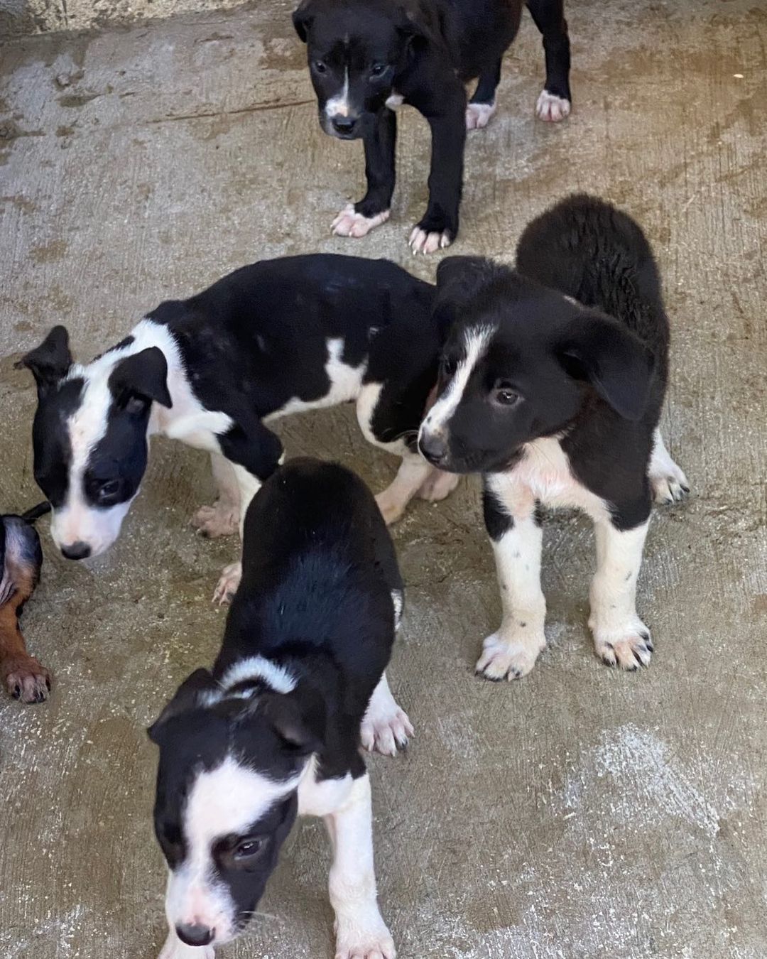 Happy Monday! These 4 siblings were left in front of our sanctuary gate this morning. They are absolutely adorable! What do you think the are? Border collie mixes, perhaps?

We will be honest. We have had A LOT of these incidents in the last 2 months and it is very costly. The rate of adoptions is not keeping up with the amount of the abandoned puppies we are being left or those that we find abandoned. Each puppy requires vetting which entails 2 rounds of vaccines, rabies (when age appropriate) potential skin issue treatment, deworming, monthly flea and tick medication, food, spay/neuter (when age appropriate) and of course a cushion for any emergencies which may include boarding. This really adds up!

The end of the year is coming up when people make their annual charitable gifts and we would be so grateful if you would consider us! It would really make a difference for us. 

Thank you, as always! ❤️

Venmo: @miraclesforsatosrescue 
PayPal: miraclesforsatosrescue@gmail.com
ATH: 787-210-0041

<a target='_blank' href='https://www.instagram.com/explore/tags/miraclesforsatosrescue/'>#miraclesforsatosrescue</a> <a target='_blank' href='https://www.instagram.com/explore/tags/donate/'>#donate</a> <a target='_blank' href='https://www.instagram.com/explore/tags/fundraiser/'>#fundraiser</a> <a target='_blank' href='https://www.instagram.com/explore/tags/pleasedonate/'>#pleasedonate</a> <a target='_blank' href='https://www.instagram.com/explore/tags/puppyrescue/'>#puppyrescue</a> <a target='_blank' href='https://www.instagram.com/explore/tags/puppiesofinstagram/'>#puppiesofinstagram</a> <a target='_blank' href='https://www.instagram.com/explore/tags/bordercollie/'>#bordercollie</a>