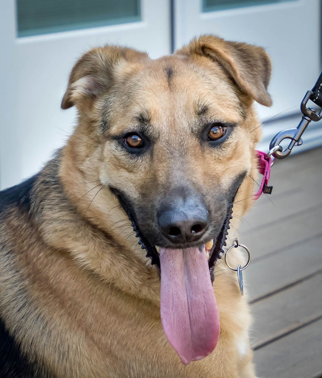 Happy Monday evening kids. So, I'm pretty close to brain dead after a long day in the salt mines, otherwise known as lawyer life, so I will leave you with this insanely nice and handsome dog.⠀
⠀
This is Damon, a 3 year old, 85 pound German shepherd mix. I am not sure what he is mixed with, but house elf is a possibility. We have Damon because his owners moved and left him behind and he needed a home. The idea of a dog left behind causes palpations in the blackened, charred ruins of my heart, so he came to BFDR land. Of course he was heartworm positive, so he has waited many months to be healthy and happy and ready to be adopted. ⠀
⠀
Damon is a very nice dog. He is housebroken and well-mannered. He is great with people past the screaming years and he is good with dogs. He is untrustworthy with cats and small woodland creatures. What this dog needs is a home with a fenced yard, a dog friend and people who will adore him. He, like me, is extremely food motivated and I believe he would sell his soul for hot, fresh Whitt's BBQ. ⠀
⠀
This dog has been with us now for six months and I would like him to be home for the holidays as he has waited a long time for someone to shower him with lavish amounts of attention. He is an intelligent, gentle soul who wants to be adored in the Stone Roses kind of way*. He will make someone a fantastic pet.⠀
⠀
He's in Nashville and can go anywhere we do. Interested adopters should send an email to corey@bigfluffydogs.com and explain why they are awesome enough for this dog. ⠀
⠀
Spread the word, please. ⠀
⠀
*Obscure Gen X reference.