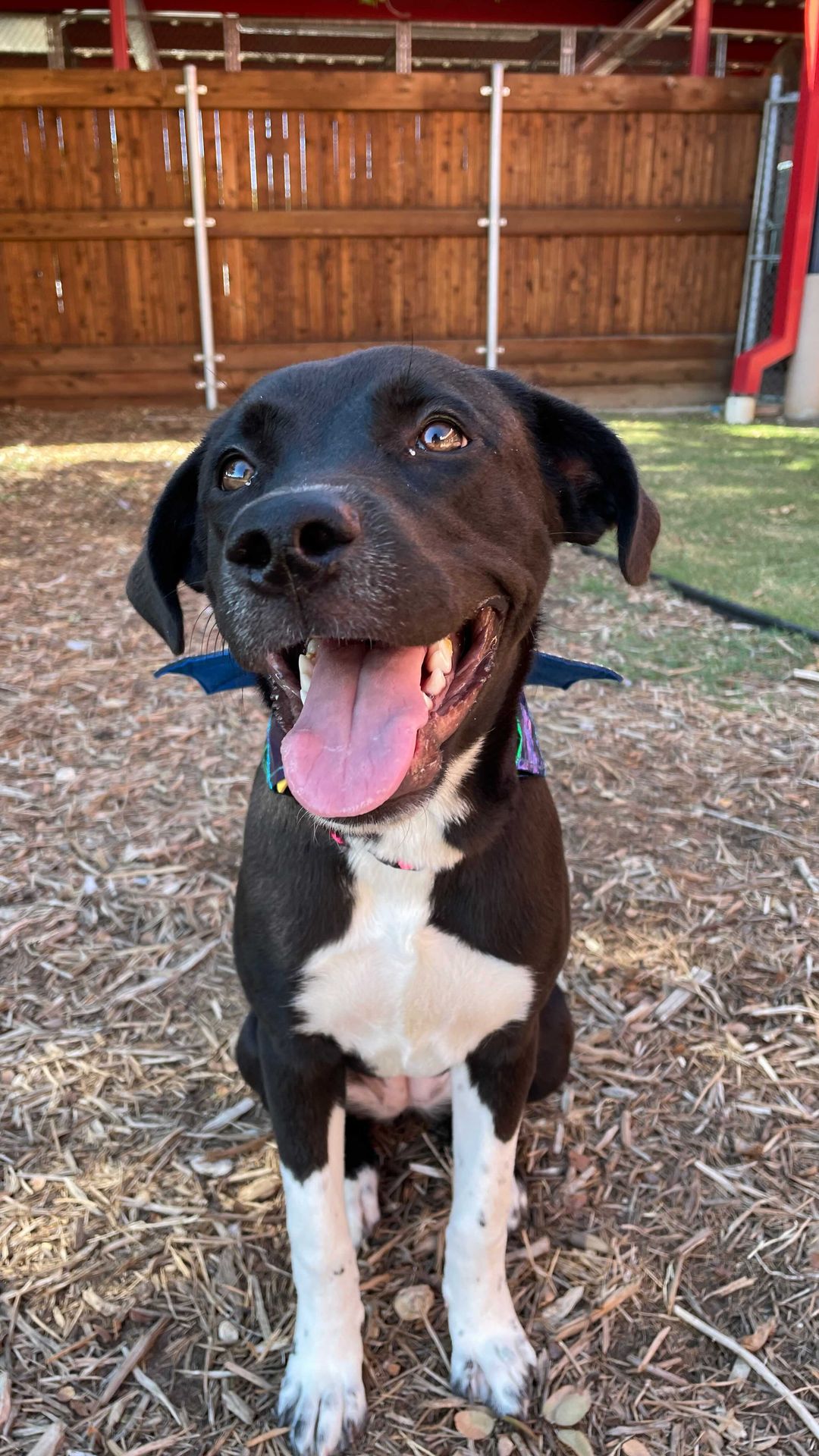 Adopt your very own lovable gremlin, goblin or ghoul from the Plano Animal Shelter today! 

Through Halloween, take advantage of their adoption special: 
👻 $40 for any dog / cat
🎃 $20 for any dog / cat available for adoption for 2+ weeks 

Visit share.plano.gov/adoptablepets to check out our available pets!