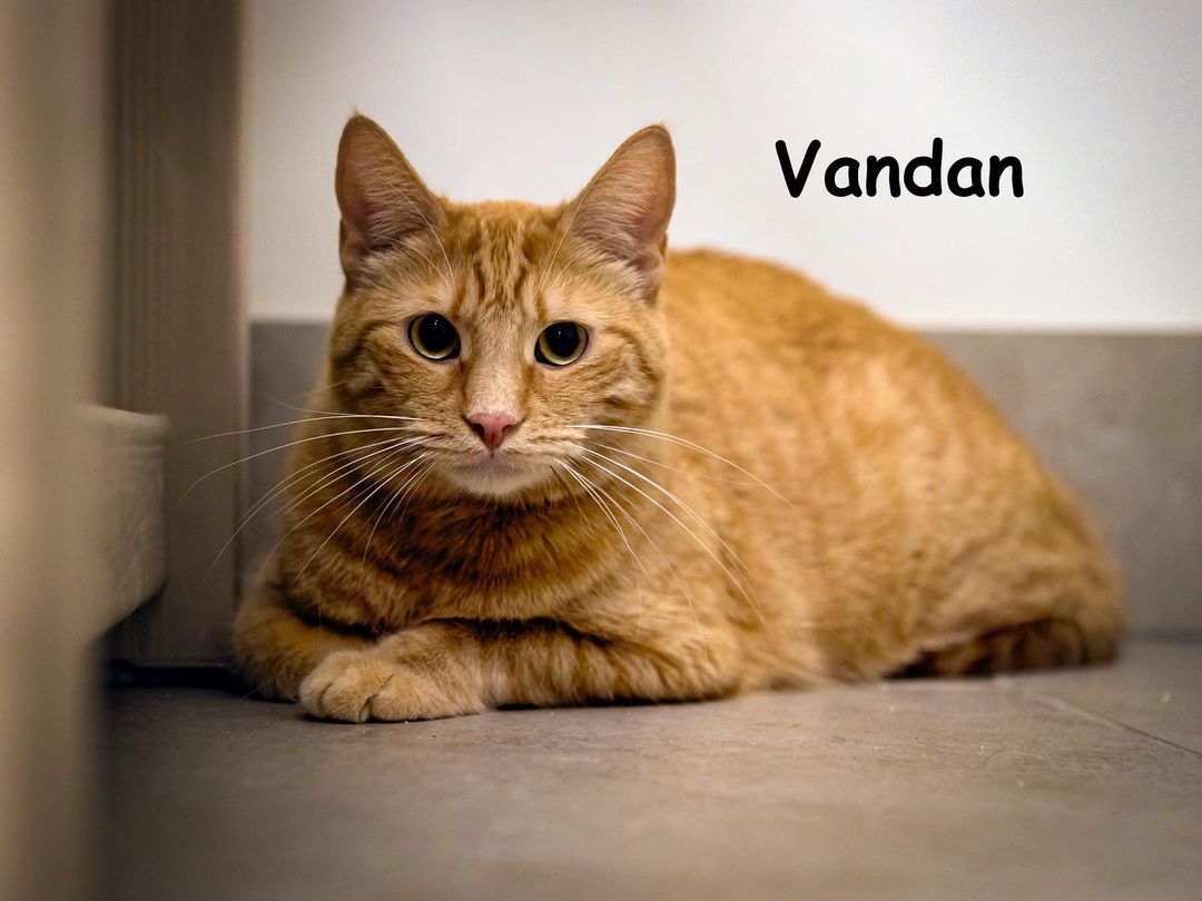 Hi, I'm Vandan! I've got a sweer, endearing personality, I'm crazy about toys and live each day to the fullest. I love other cats and absolutely need a feline friend to keep me company in my new home! And like all gingers, I enjoy lots of TLC from my human. Want to meet me? P.S. Don't forget, all cats adopted through the end of the month get a cool Halloween themed kitty scratcher house, thanks to a generous donor! My great orange color matches them, too! 🎃👻😹

<a target='_blank' href='https://www.instagram.com/explore/tags/adopt/'>#adopt</a> <a target='_blank' href='https://www.instagram.com/explore/tags/catadoption/'>#catadoption</a> <a target='_blank' href='https://www.instagram.com/explore/tags/cats/'>#cats</a> <a target='_blank' href='https://www.instagram.com/explore/tags/adoptacat/'>#adoptacat</a>