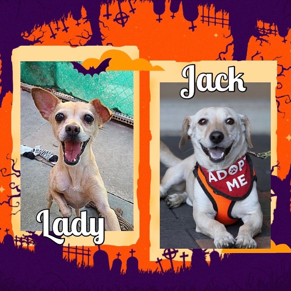 Jack and Lady will be at Petsmart today from 1130-3! They’re looking for their forever homes!
.
.
.
.

<a target='_blank' href='https://www.instagram.com/explore/tags/rescue/'>#rescue</a> <a target='_blank' href='https://www.instagram.com/explore/tags/rescuedogs/'>#rescuedogs</a> <a target='_blank' href='https://www.instagram.com/explore/tags/savealife/'>#savealife</a> <a target='_blank' href='https://www.instagram.com/explore/tags/adoptdontshop/'>#adoptdontshop</a> <a target='_blank' href='https://www.instagram.com/explore/tags/newbeginningsforanimals/'>#newbeginningsforanimals</a> <a target='_blank' href='https://www.instagram.com/explore/tags/NBFA/'>#NBFA</a> <a target='_blank' href='https://www.instagram.com/explore/tags/orangecountyrescues/'>#orangecountyrescues</a> <a target='_blank' href='https://www.instagram.com/explore/tags/southerncalifornia/'>#southerncalifornia</a> <a target='_blank' href='https://www.instagram.com/explore/tags/alisoviejo/'>#alisoviejo</a> <a target='_blank' href='https://www.instagram.com/explore/tags/adopt/'>#adopt</a> <a target='_blank' href='https://www.instagram.com/explore/tags/adoption/'>#adoption</a> <a target='_blank' href='https://www.instagram.com/explore/tags/pets/'>#pets</a> <a target='_blank' href='https://www.instagram.com/explore/tags/dog/'>#dog</a> <a target='_blank' href='https://www.instagram.com/explore/tags/missionviejo/'>#missionviejo</a> <a target='_blank' href='https://www.instagram.com/explore/tags/rescuedogsofinstagram/'>#rescuedogsofinstagram</a> <a target='_blank' href='https://www.instagram.com/explore/tags/nonprofit/'>#nonprofit</a> <a target='_blank' href='https://www.instagram.com/explore/tags/rescueismyfavoritebreed/'>#rescueismyfavoritebreed</a> <a target='_blank' href='https://www.instagram.com/explore/tags/upforadoption/'>#upforadoption</a> <a target='_blank' href='https://www.instagram.com/explore/tags/petsmartcharaties/'>#petsmartcharaties</a> <a target='_blank' href='https://www.instagram.com/explore/tags/rescuedogsrule/'>#rescuedogsrule</a> <a target='_blank' href='https://www.instagram.com/explore/tags/theonesinneedarethebestbreed/'>#theonesinneedarethebestbreed</a> <a target='_blank' href='https://www.instagram.com/explore/tags/adoptme/'>#adoptme</a> <a target='_blank' href='https://www.instagram.com/explore/tags/picme/'>#picme</a> <a target='_blank' href='https://www.instagram.com/explore/tags/petsmart/'>#petsmart</a> <a target='_blank' href='https://www.instagram.com/explore/tags/rescuevolunteers/'>#rescuevolunteers</a> <a target='_blank' href='https://www.instagram.com/explore/tags/volunteers/'>#volunteers</a> <a target='_blank' href='https://www.instagram.com/explore/tags/saturday/'>#saturday</a> <a target='_blank' href='https://www.instagram.com/explore/tags/weekend/'>#weekend</a> <a target='_blank' href='https://www.instagram.com/explore/tags/meetandgreet/'>#meetandgreet</a> <a target='_blank' href='https://www.instagram.com/explore/tags/dogurday/'>#dogurday</a>